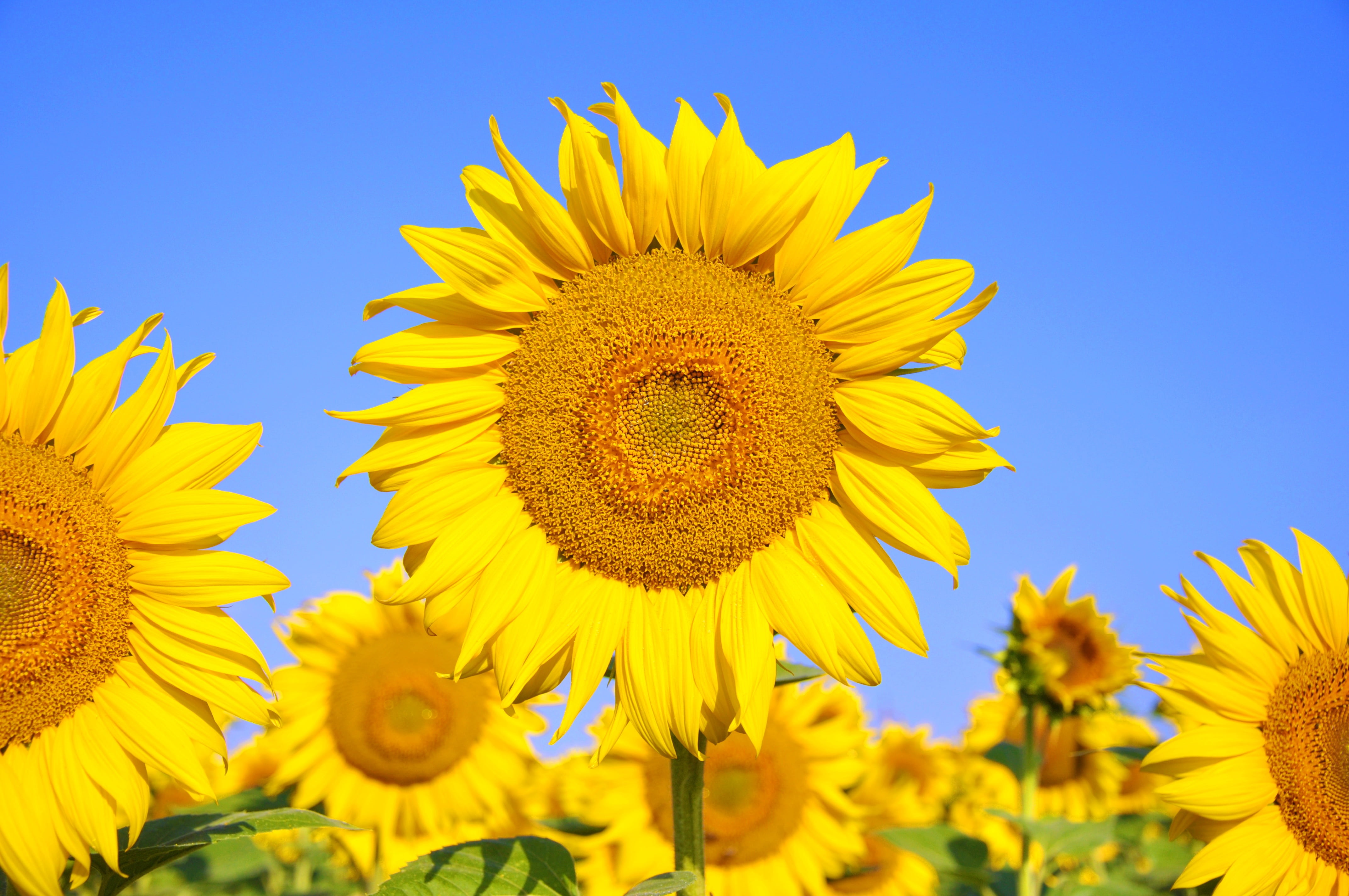vulnerability, fragility, plant, field, yellow flower, close-up, beauty in nature, nature, growth, petal, plants, sky, no people, 4K, summer, sunglowers, HD Wallpaper