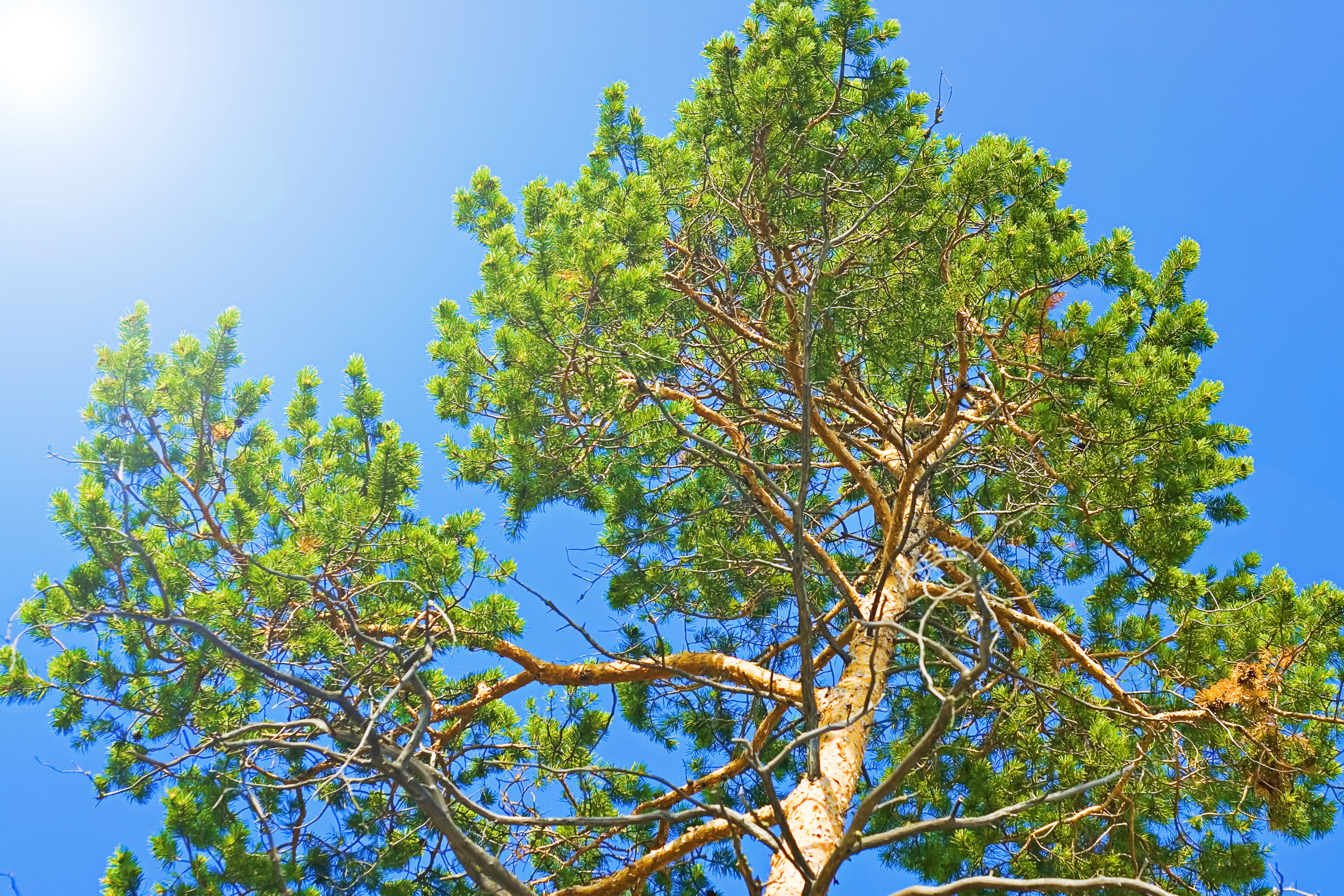 day, scenics - nature, rural, beautiful, tree, plant, sunny, beauty, silence, beauty in nature, sky, background, view, environment, idyllic, clear sky, HD Wallpaper