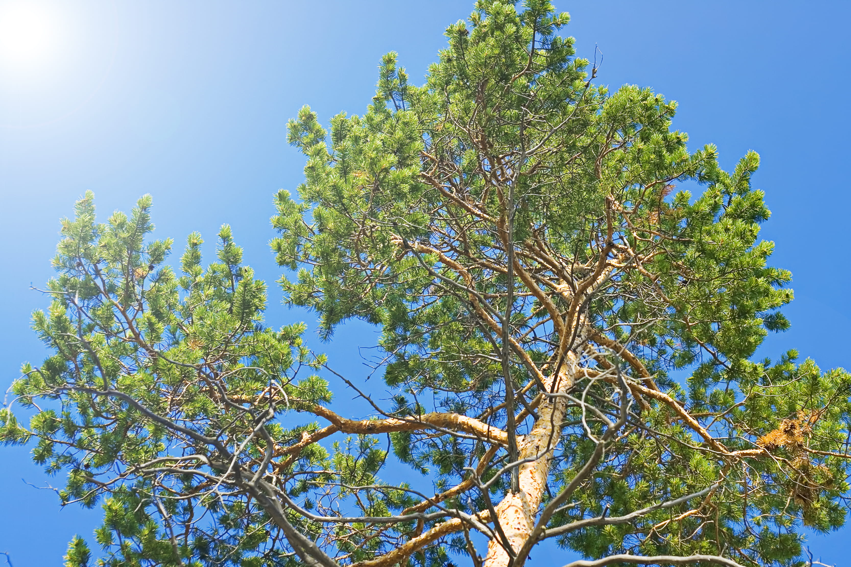 view, background, tree, branch, idyllic, rural, plant, clear, nature, green color, sky, sunny, purity, leaf, summer, no people, silence, day, tranquil, HD Wallpaper