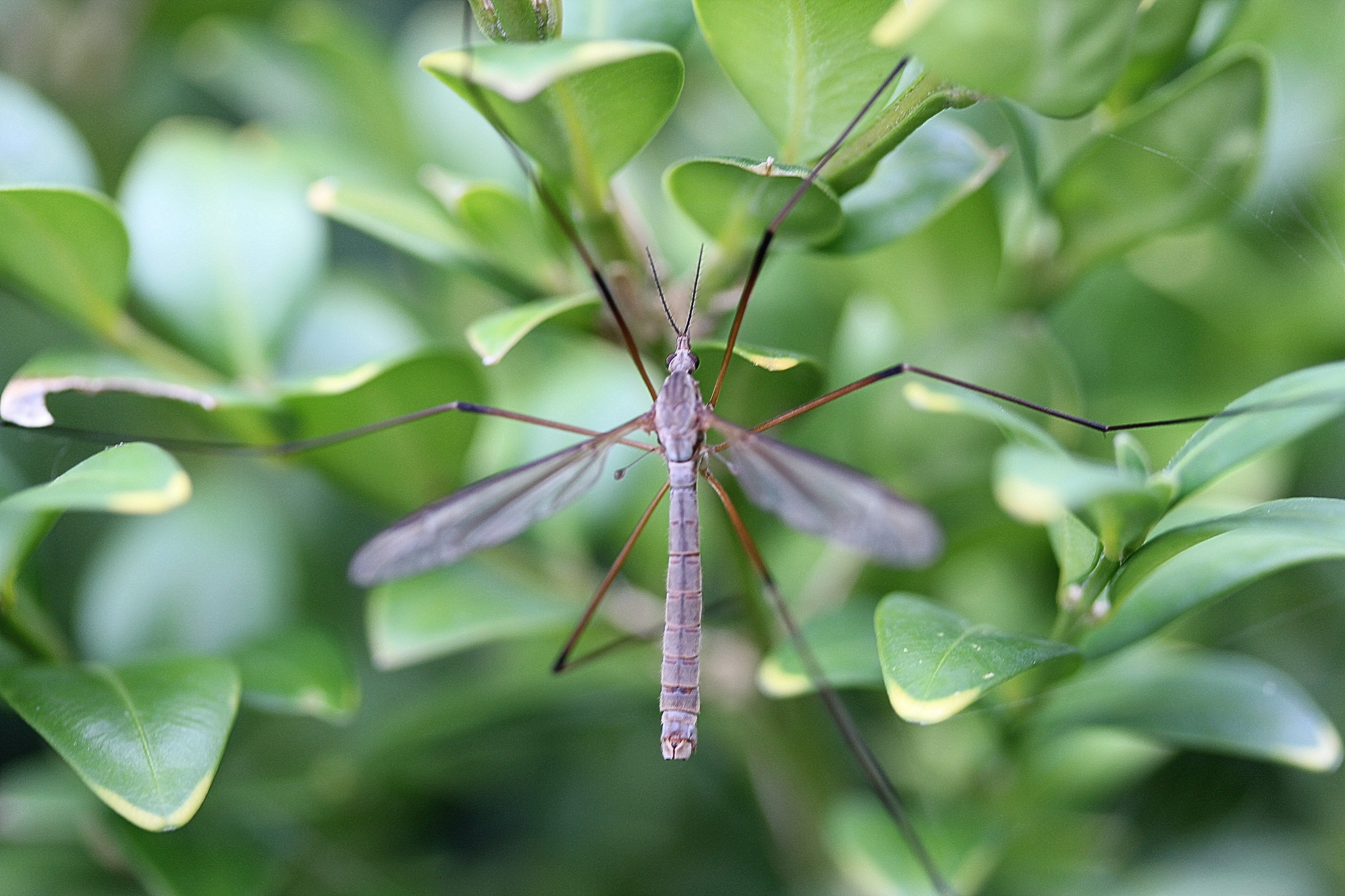 growth, schneider, plant part, kothammel, close-up, leaf, amel, plant, no people, horses mosquitoes, animal, schnake, environment, emel, green color, slak, HD Wallpaper