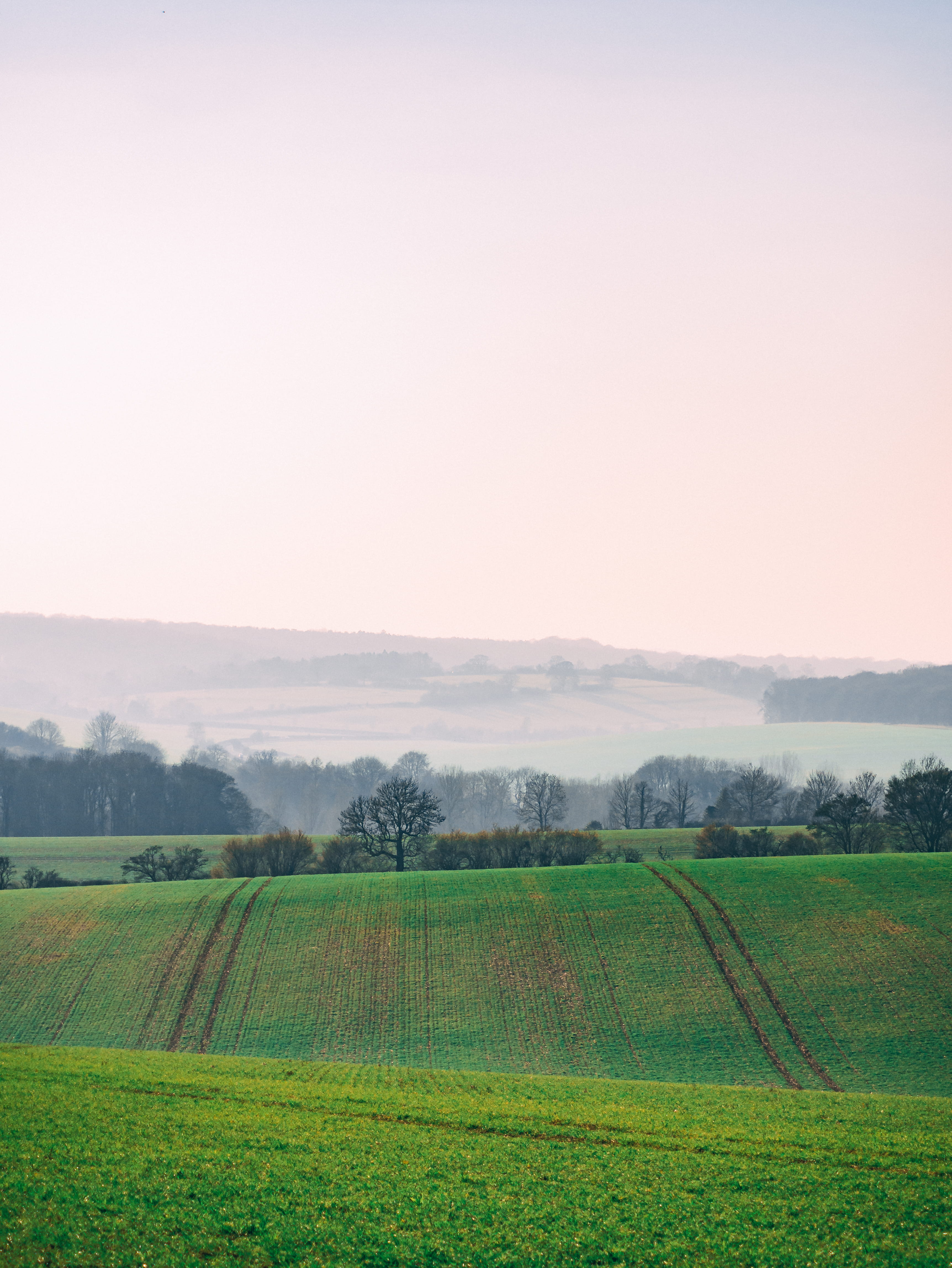 rural, tranquility, grassland, growth, day, land, beauty in nature, environment, crop, scenics - nature, rural scene, nature, field, hemel hempstead, agriculture, Phone HD Wallpaper