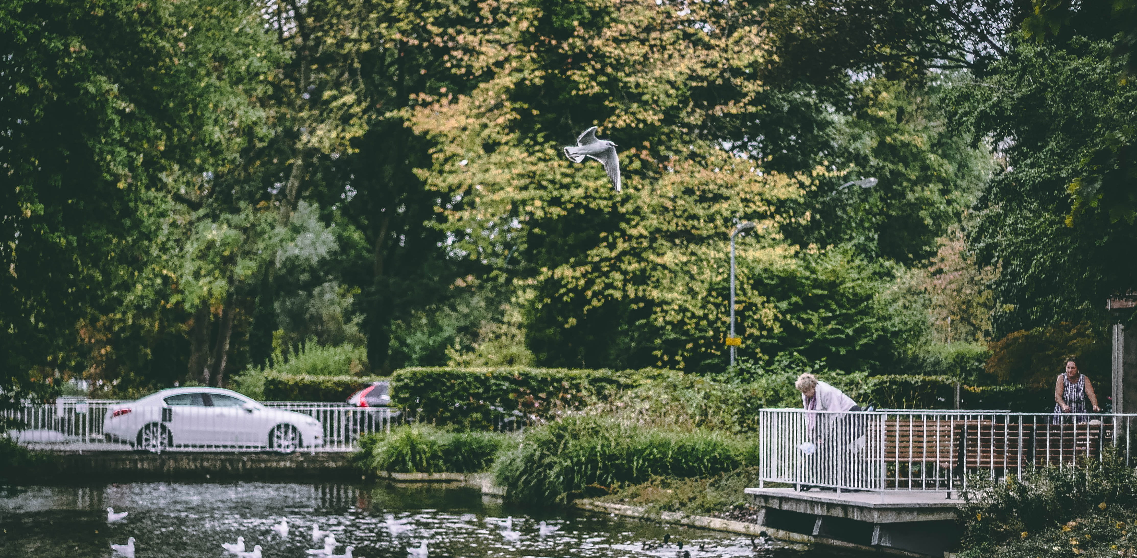 hemel hempstead, feed, water, river, air, day, plant, built structure, animal, feather, growth, nature, flying, natural, architecture, hempstead, tree, HD Wallpaper