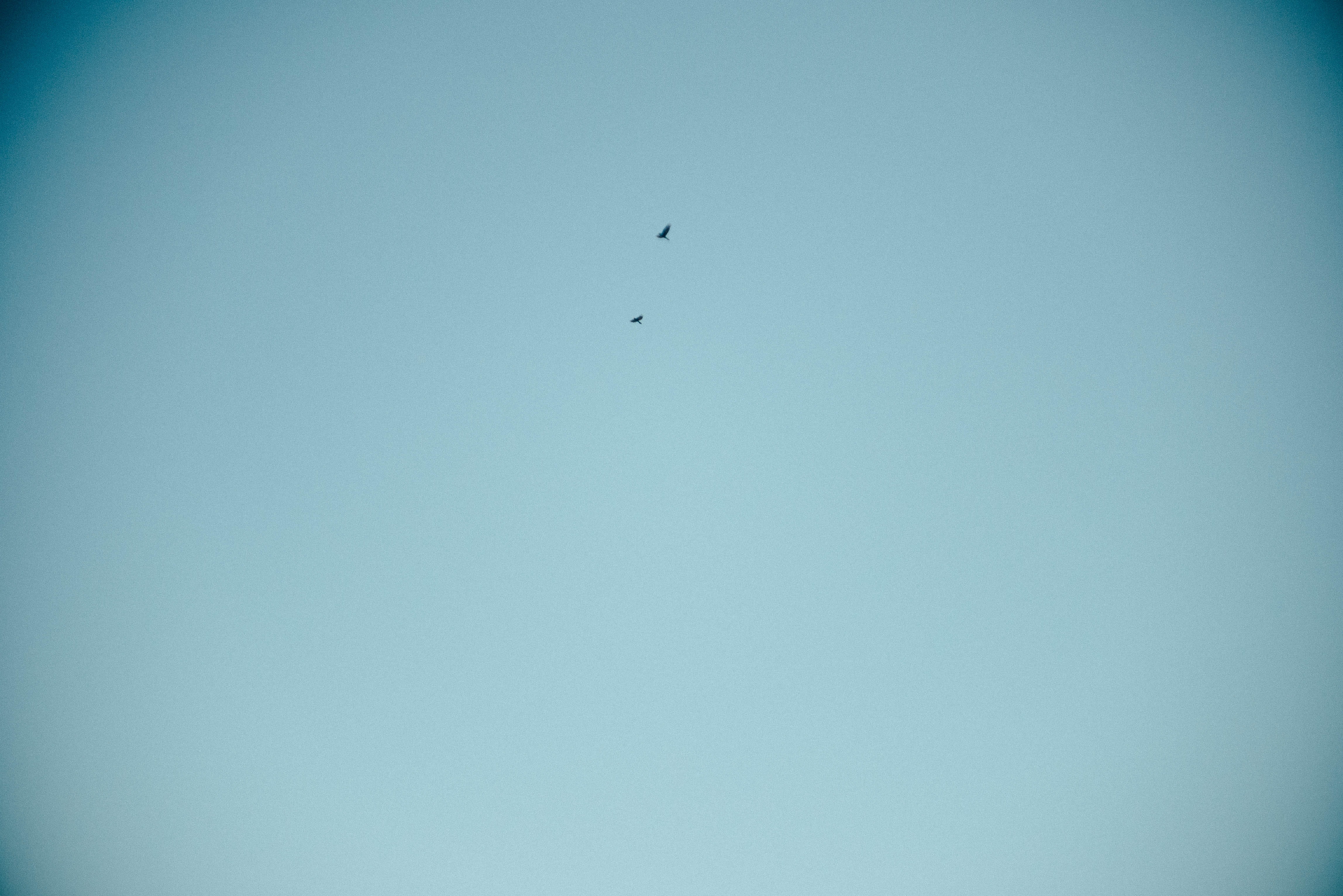 day, copy space, animal themes, sky, beauty in nature, no people, one animal, hemel hempstead, 4K, clear sky, flying, vertebrate, nature, blue, united kingdom, HD Wallpaper