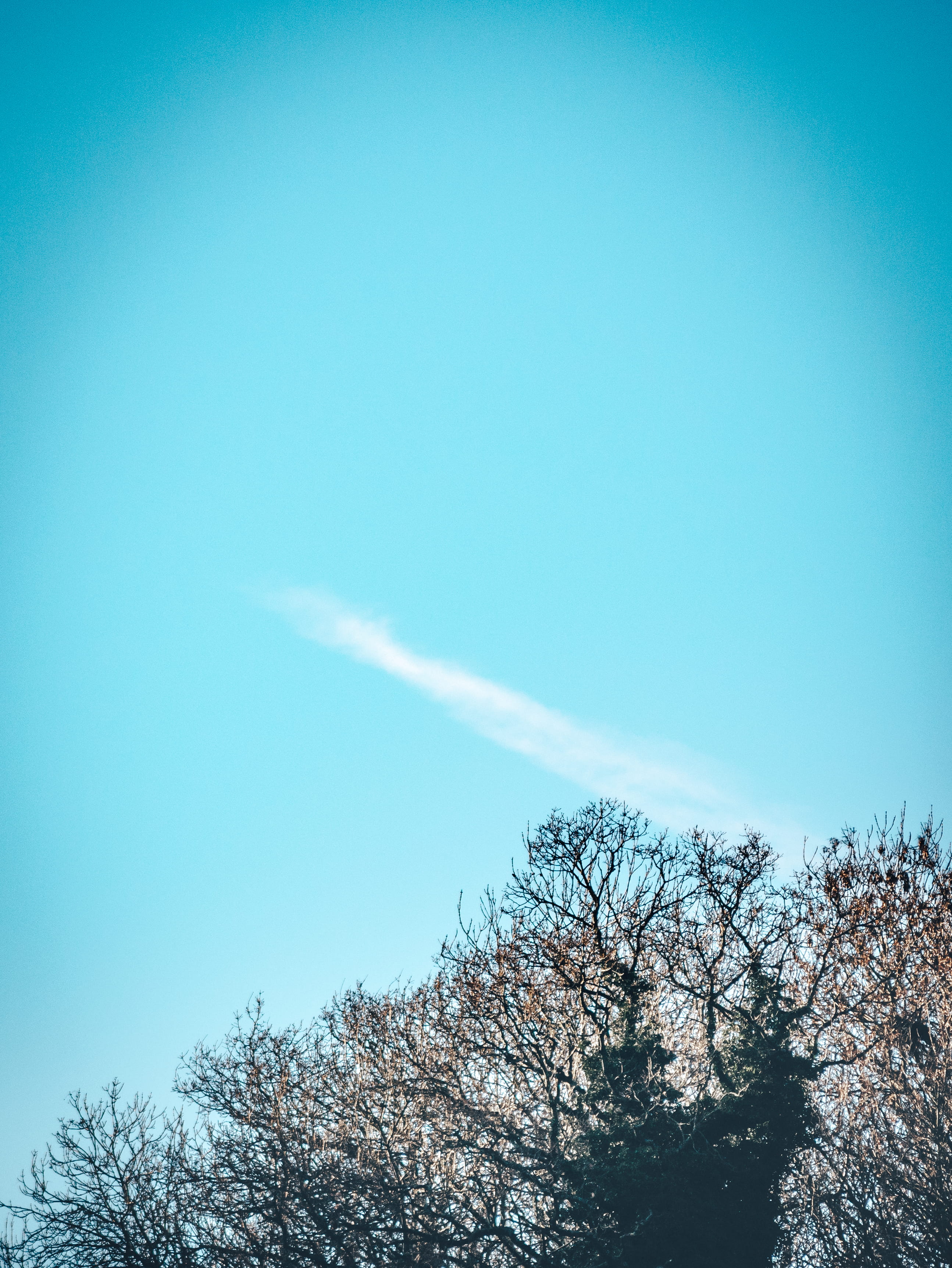 smoke, symbol, lemon, blue, tree, adventure, concept, colorful, branch, nature, growth, typography, treetop, scenics - nature, font, background, vapor trail, Phone HD Wallpaper