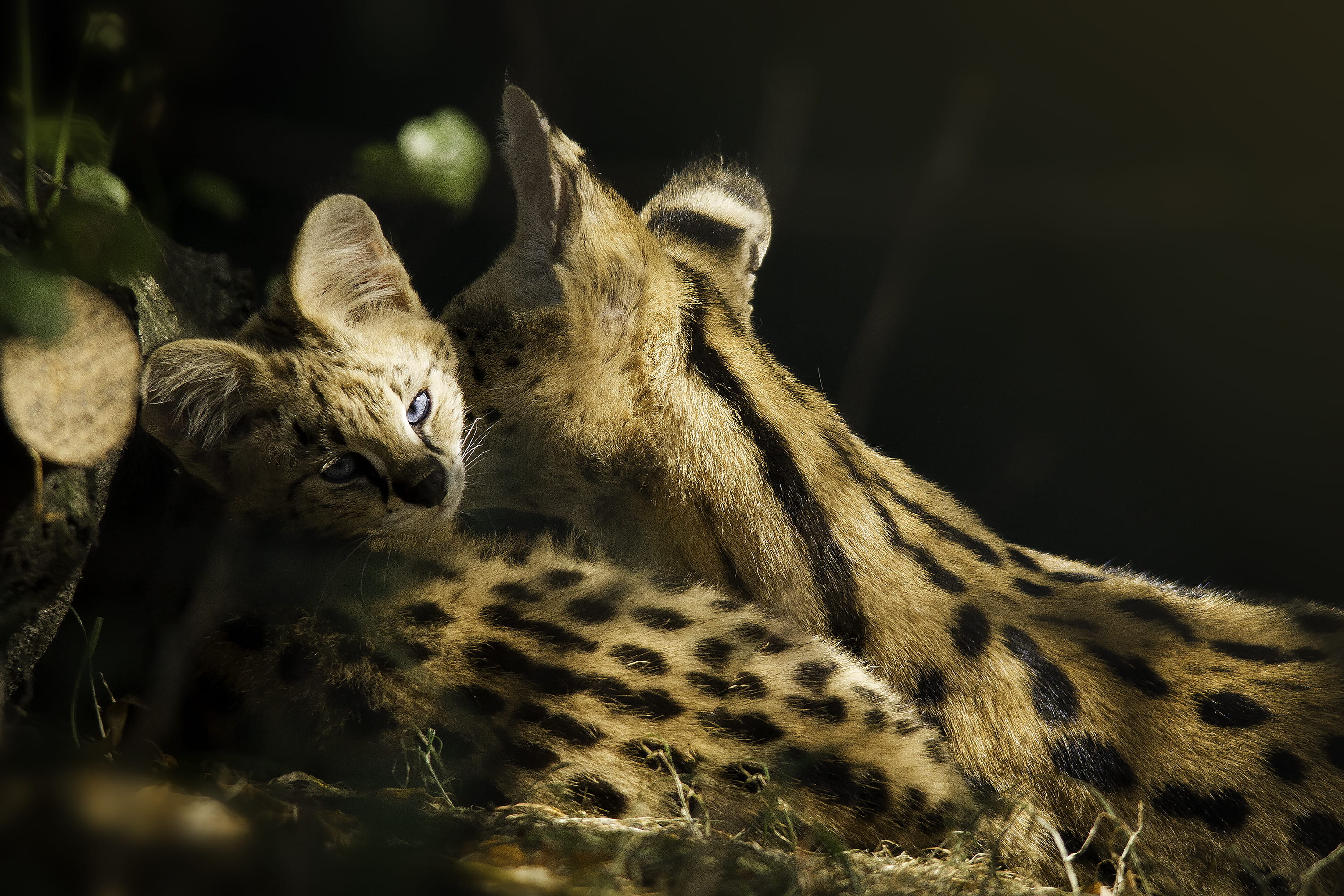 panther, wildlife, care, animal, vertebrate, ocelot, denmark, cat, nature, jaguar, cub, animal themes, jyllands park zoo, cheetah, relaxation, videbæk, HD Wallpaper