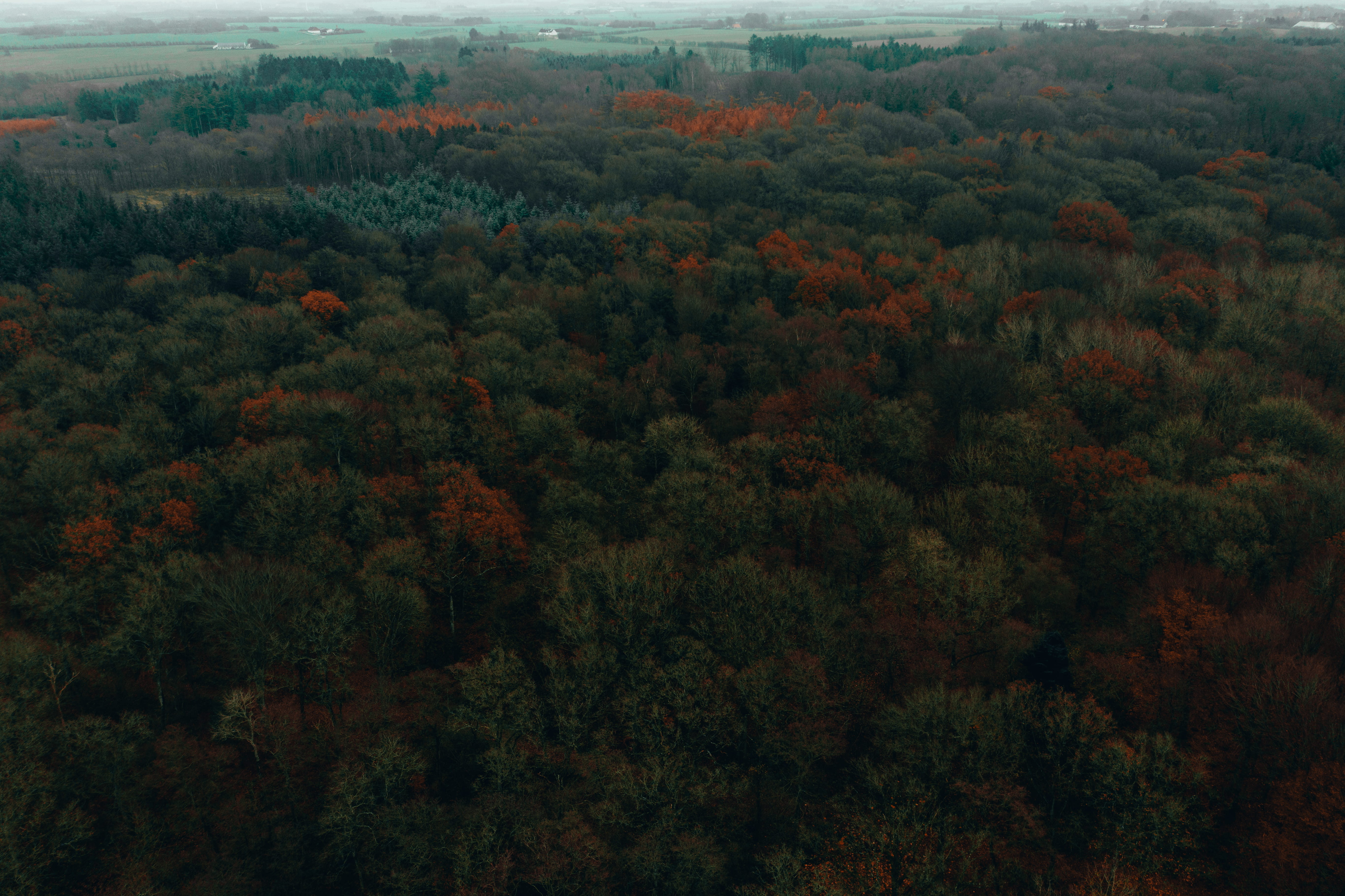 danmark, colours, growth, plant, woods, drone, outdoors, high angle view, tranquility, foliage, denmark, nordjylland, land, environment, nature, tree, mavic2, HD Wallpaper