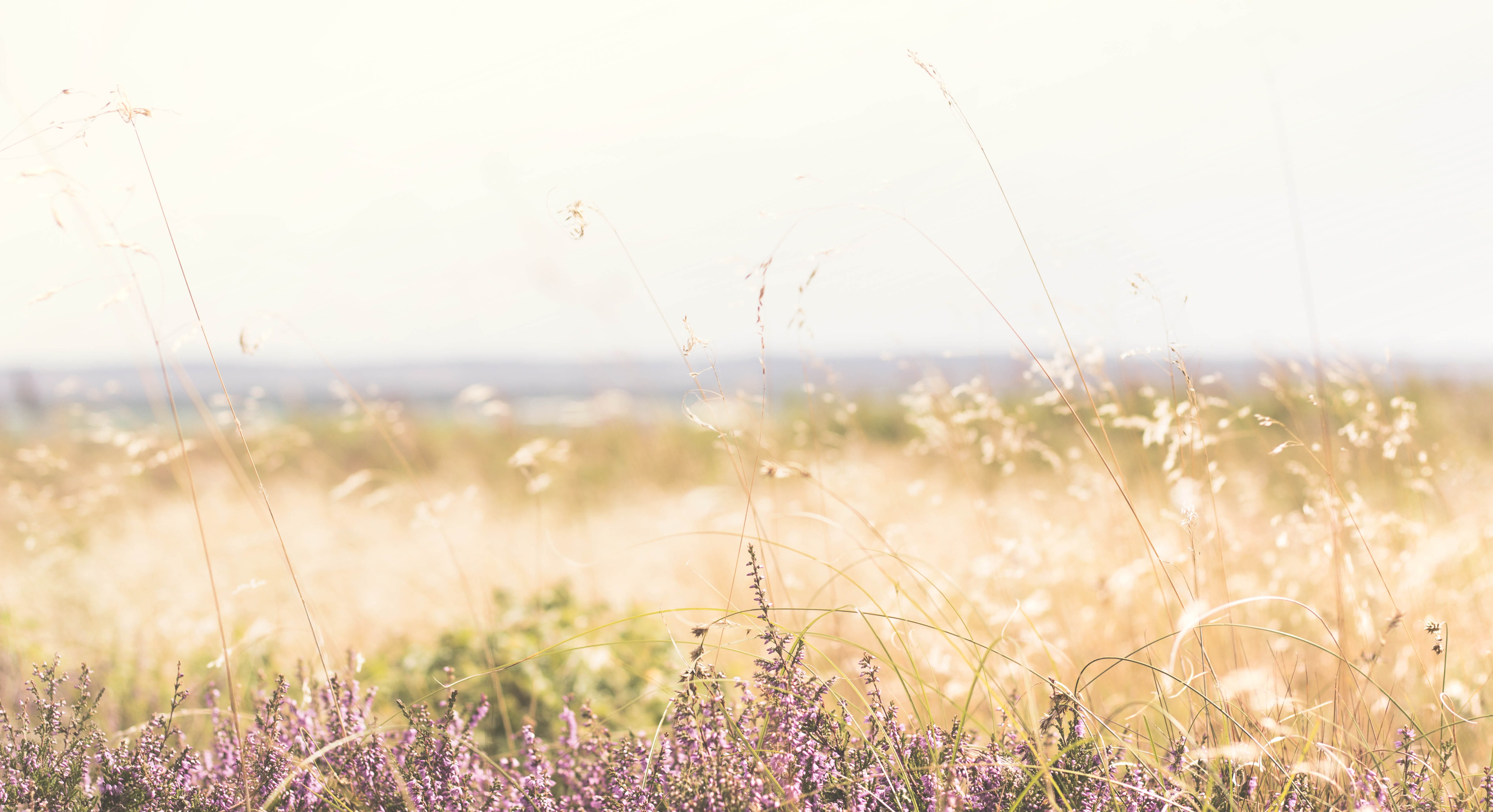 nature, beauty in nature, grass, no people, day, ocean, denmark, mols, plant, molsbjerge, selective focus, beach, sunlight, freshness, tranquility, pure, HD Wallpaper