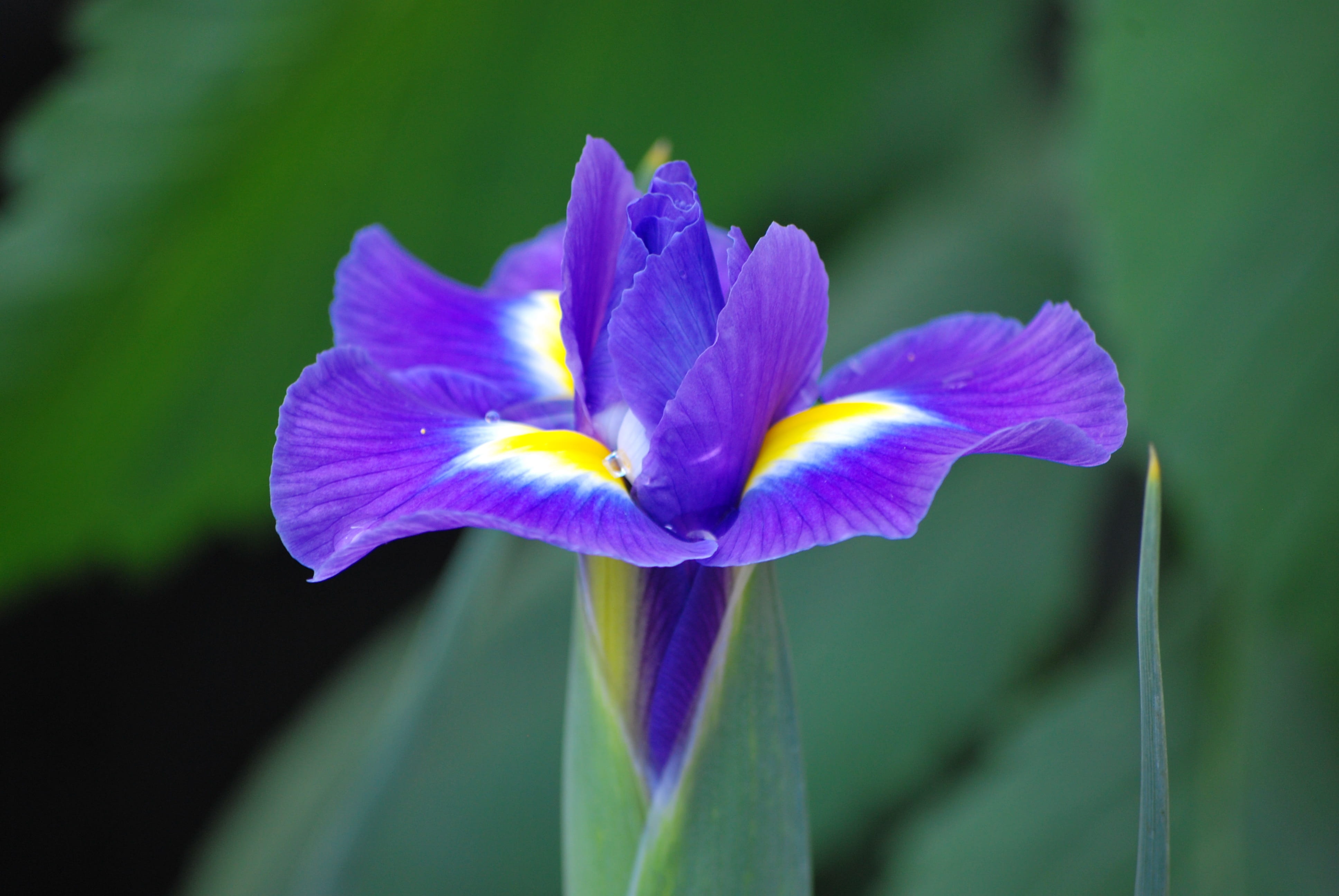 vulnerability, purple, focus on foreground, blue, fragility, drop of water, petals, pollen, growth, outdoors, flowering plant, iris, freshness, iris of the garrigues, HD Wallpaper