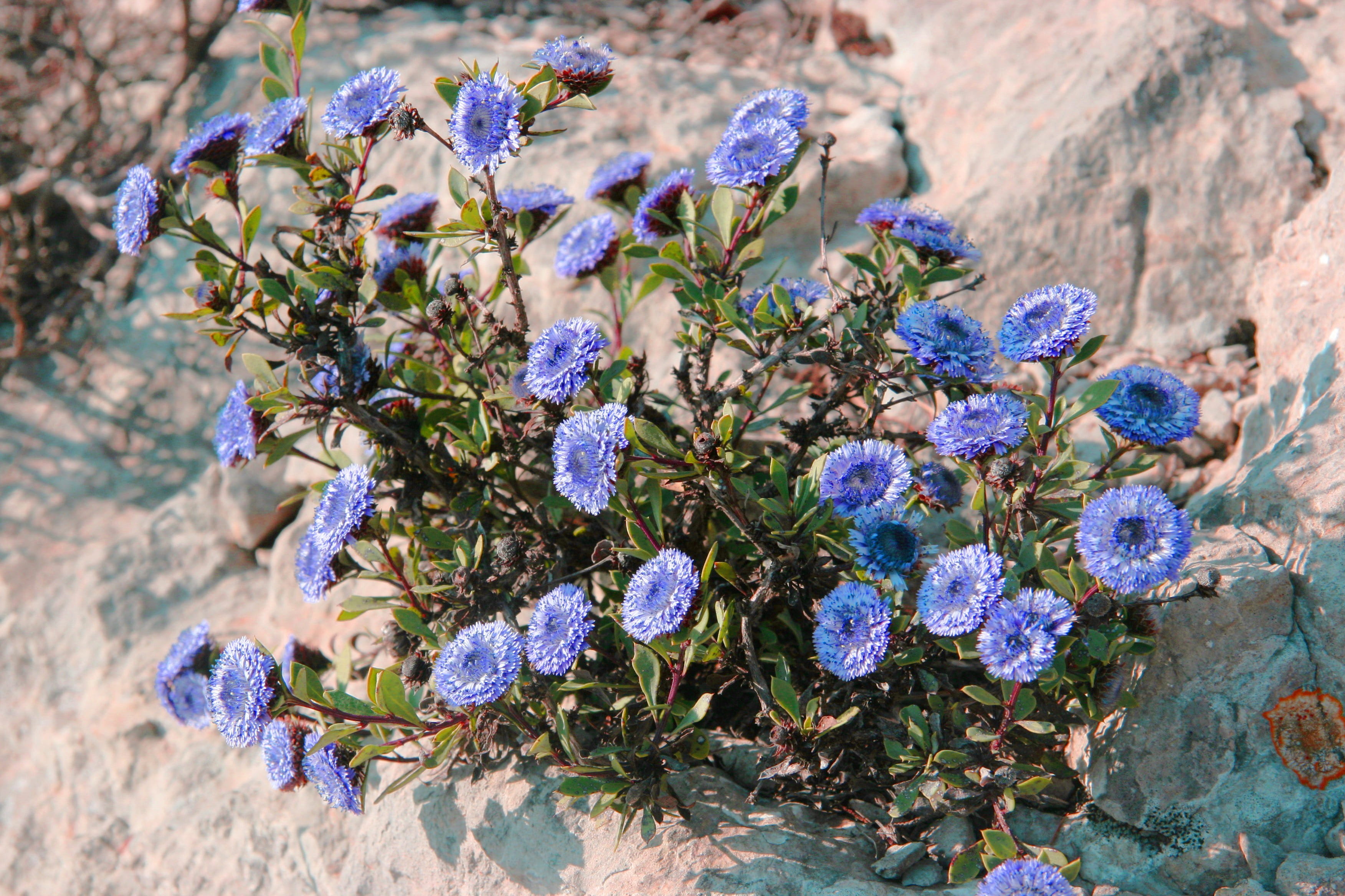 vulnerability, rock, day, outdoors, no people, flowering plant, fragility, high angle view, purple, bunch of flowers, inflorescence, globular, growth, alypum, HD Wallpaper