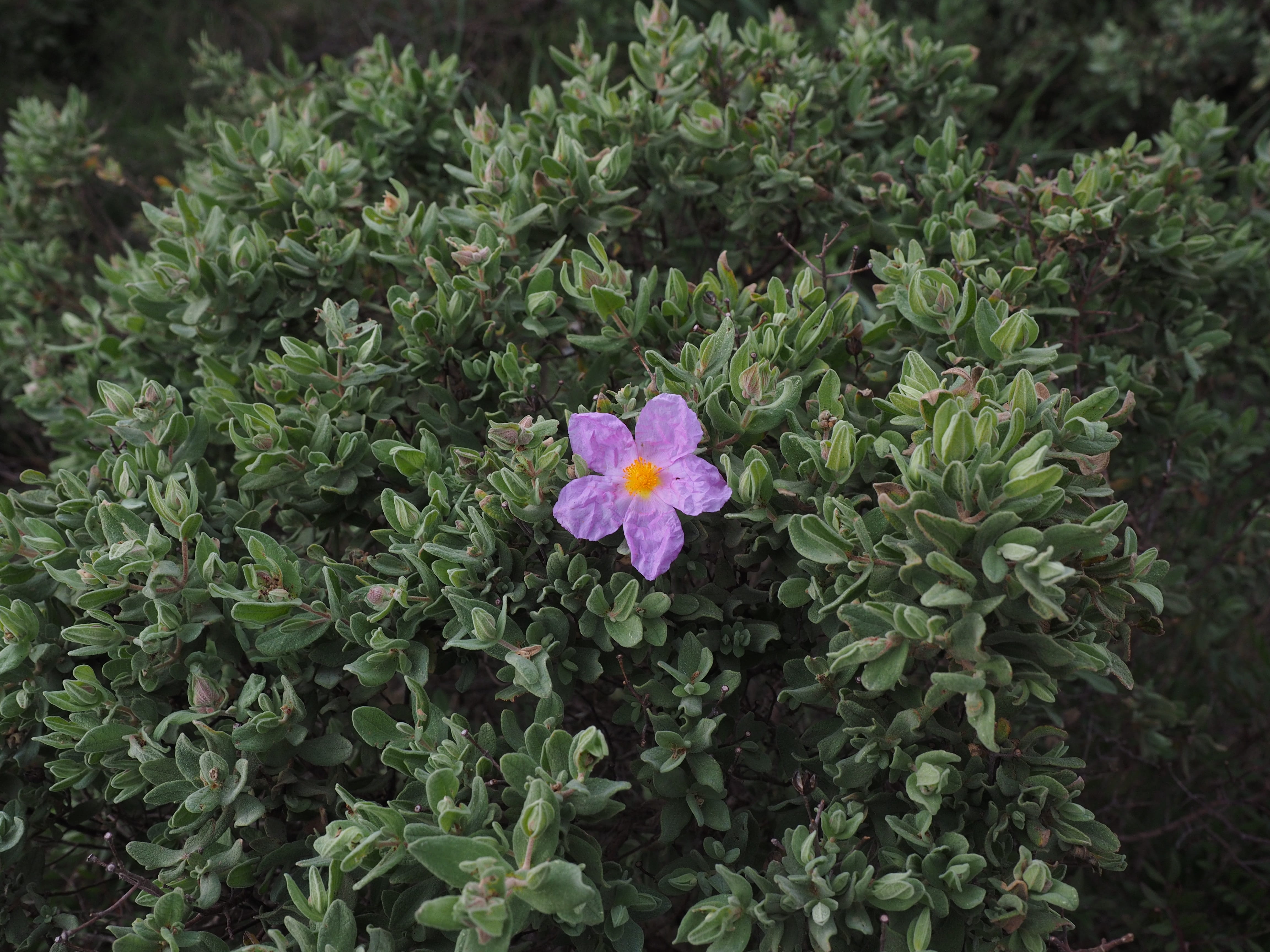 shrub heath formation, nature, flower head, plant, garrigue, green color, Silver, Rockrose, purple, bloom, no people, Cistus, silver white cistus, vulnerability, HD Wallpaper