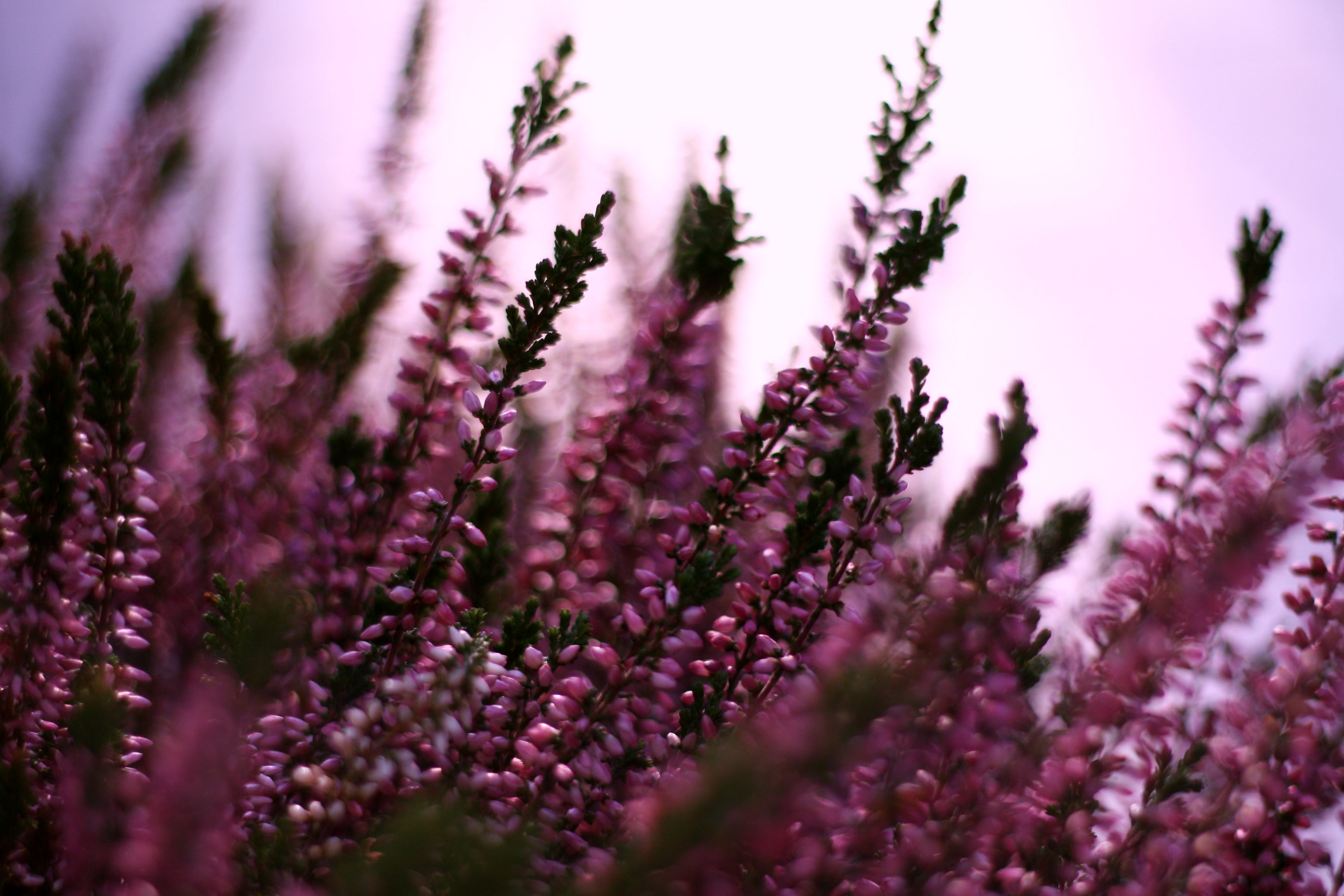 close-up, daytime, nature, flowers, purple, bruyère, plant, bokeh, explored, flower, 4K, HD Wallpaper