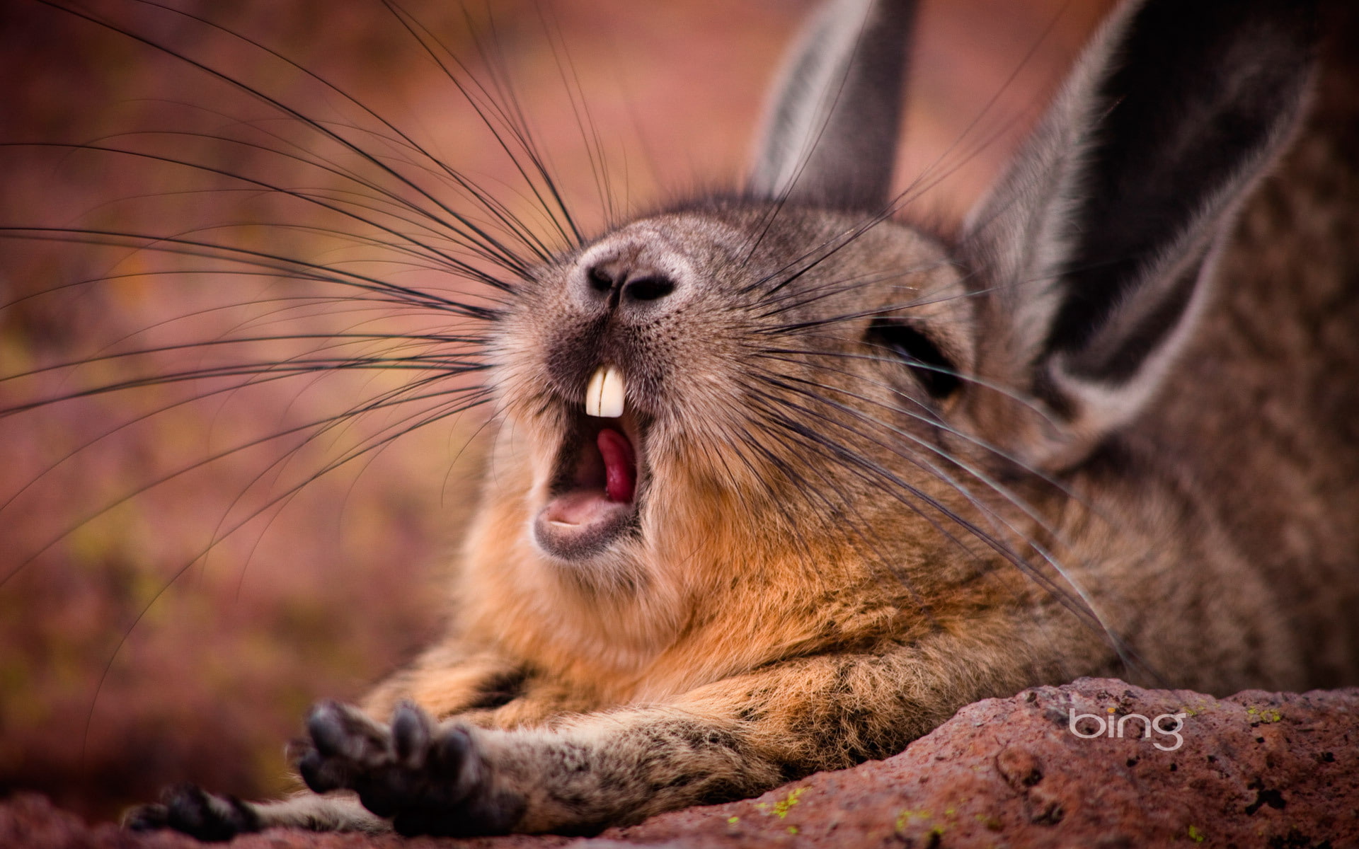 mustache, potyagushki, rodent, 1080P, Mountain viscacha, HD Wallpaper