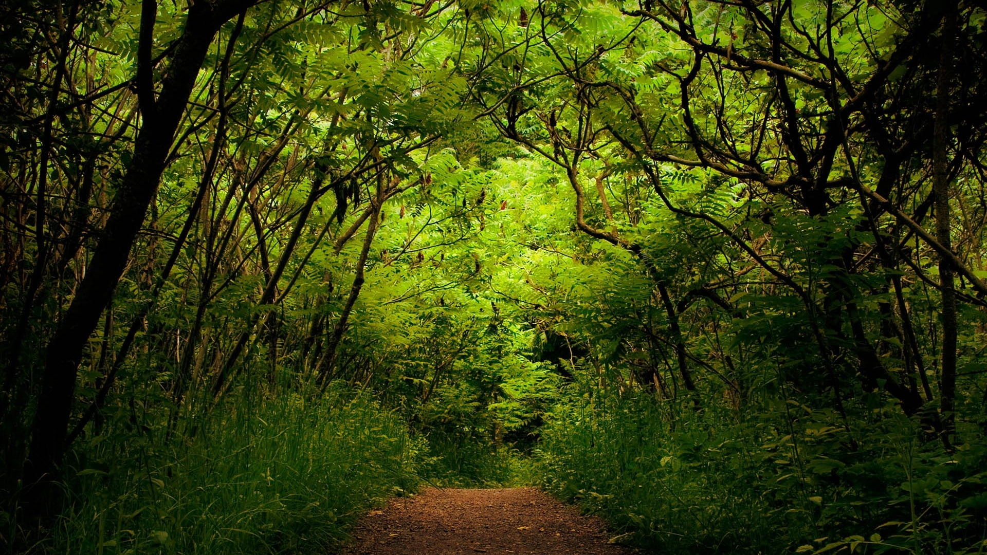 green, uncertainty, 1080P, wood, track, path, jungle, HD Wallpaper