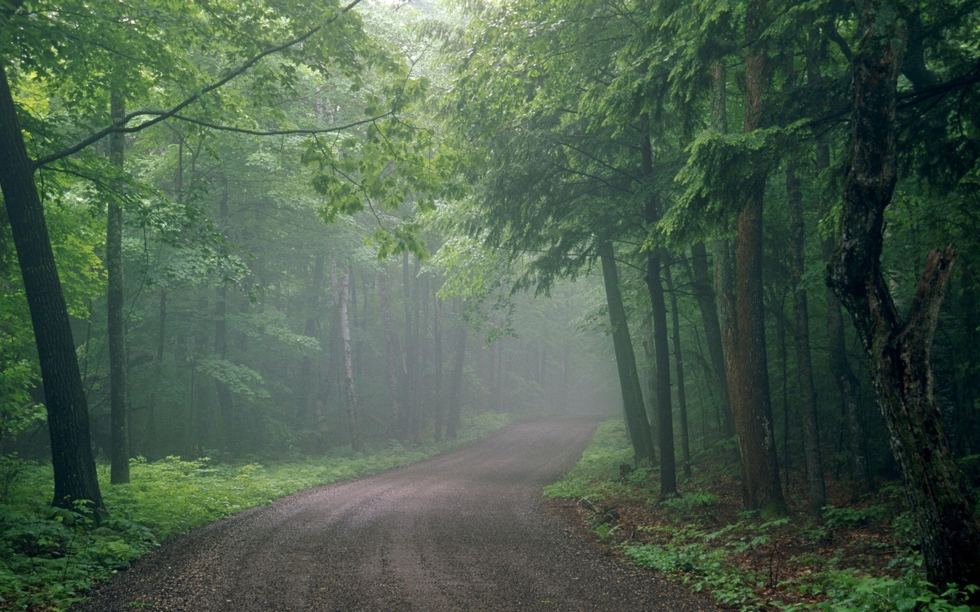 haze, 1080P, fog, uncertainty, road, wood, HD Wallpaper