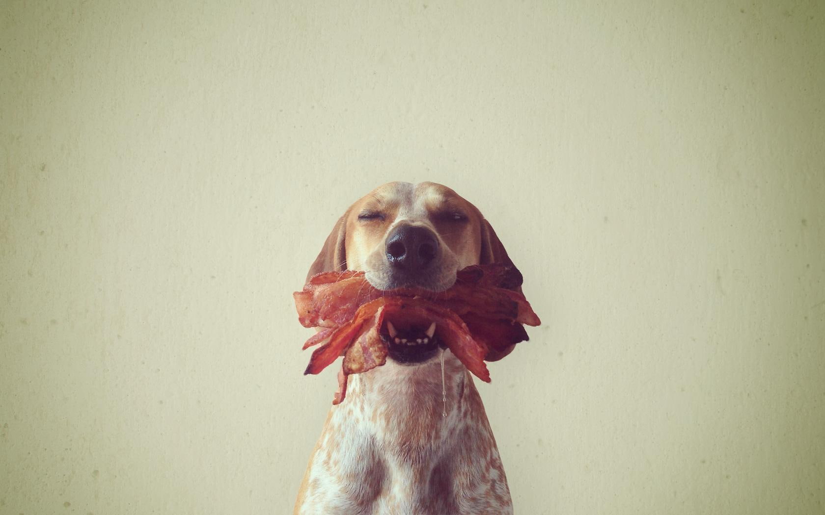 bacon, animals, hd, dog, 720P, HD Wallpaper