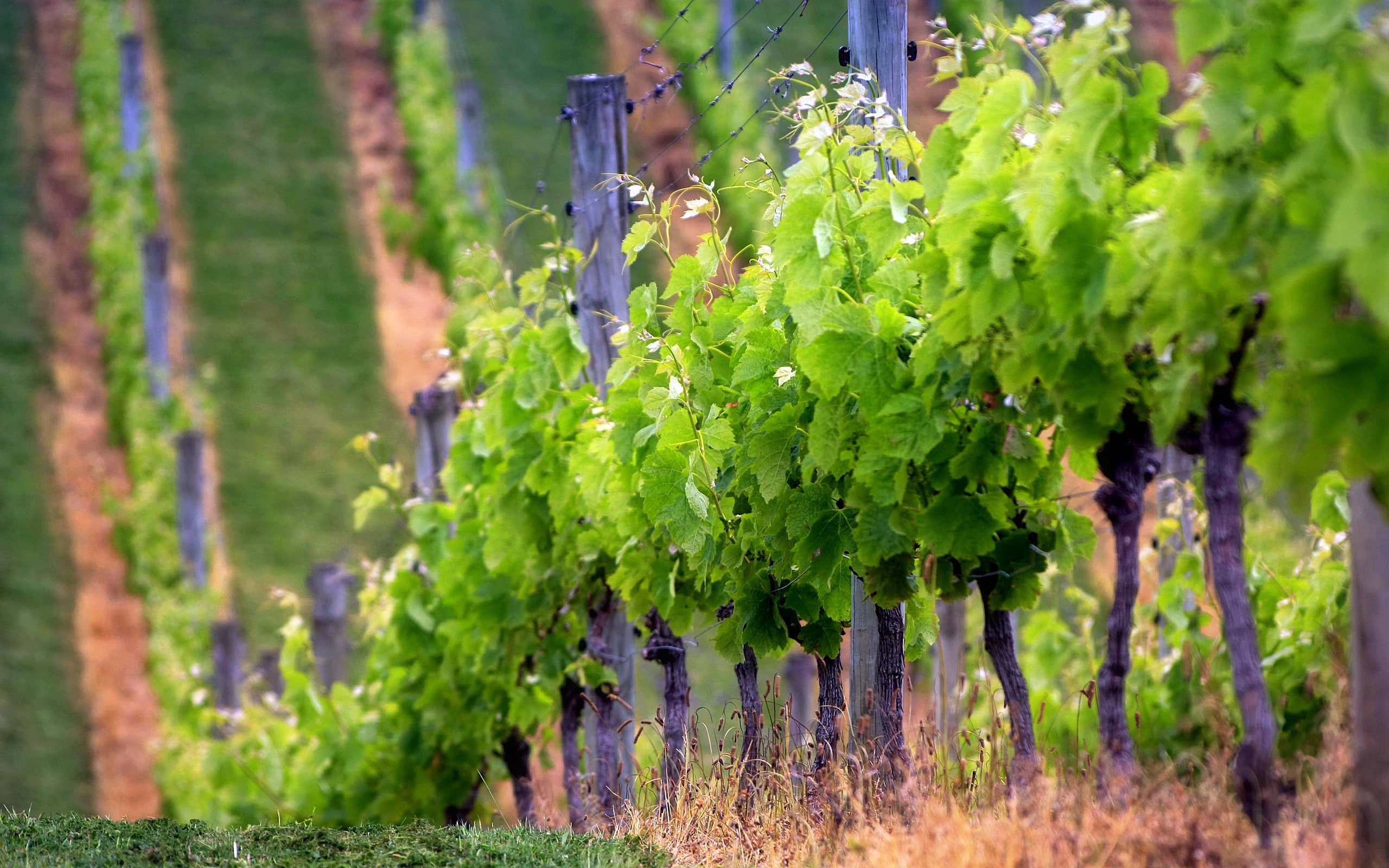 2K, depthoffield, waihekeisland, green, cablebayvineyard, newzealand, landscape, aucklandnewzealand, baby, wine, photography, HD Wallpaper