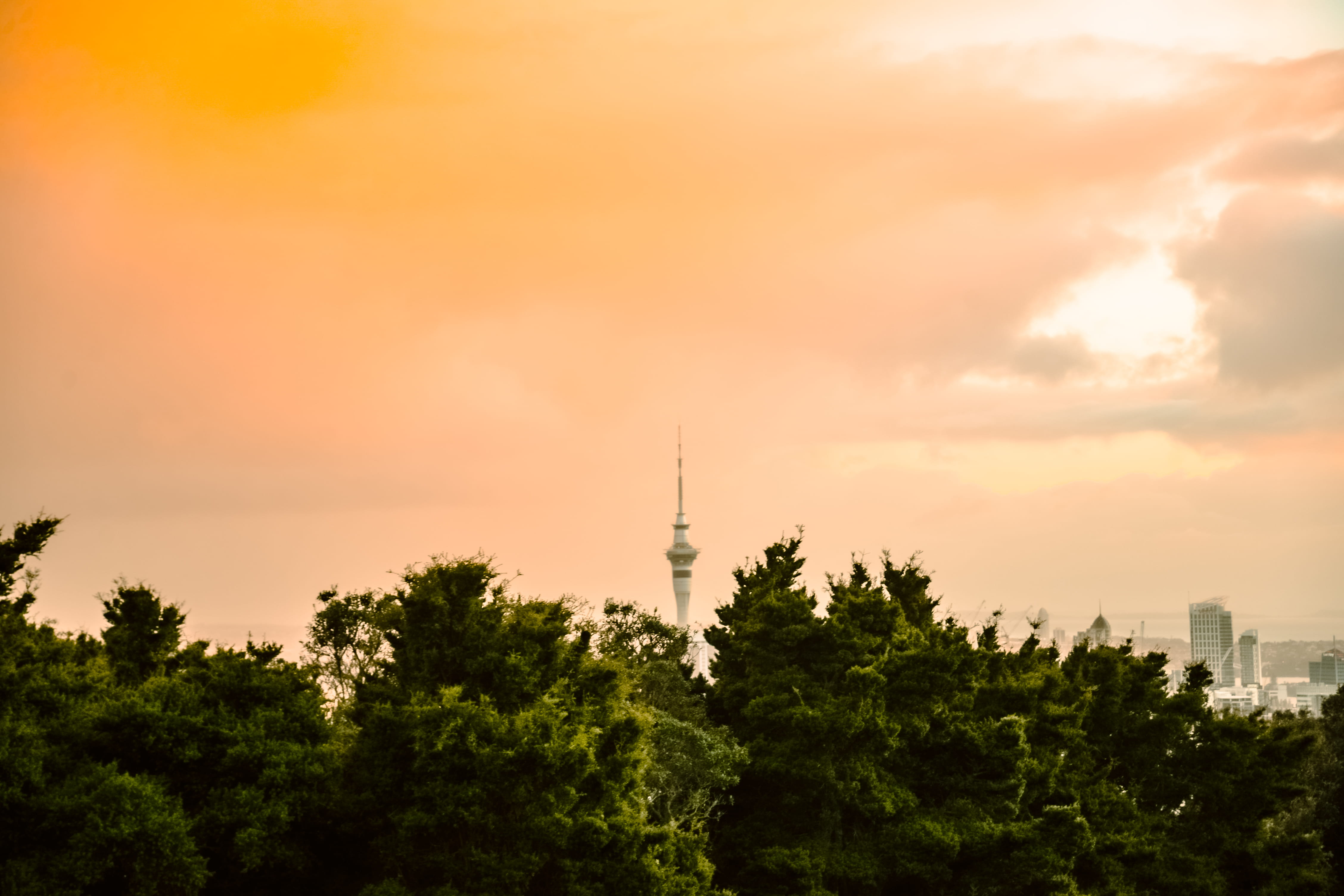 tall - high, office building exterior, built structure, city, plant, sunset, skycity, outdoors, nature, communication, auckland, tree, travel, building, HD Wallpaper