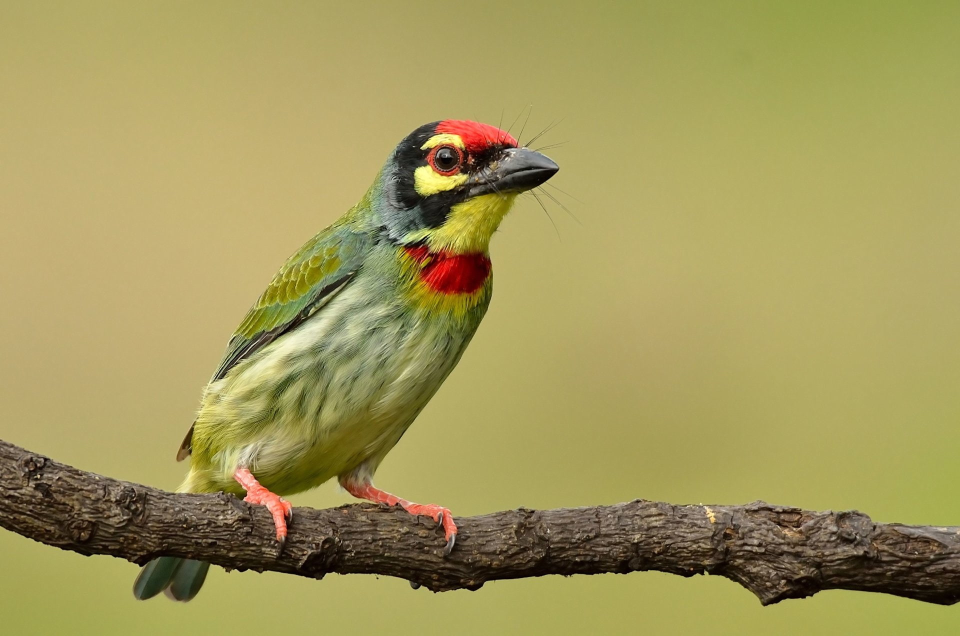Bird, 1080P, Barbet, Birds, Coppersmith Barbet, HD Wallpaper