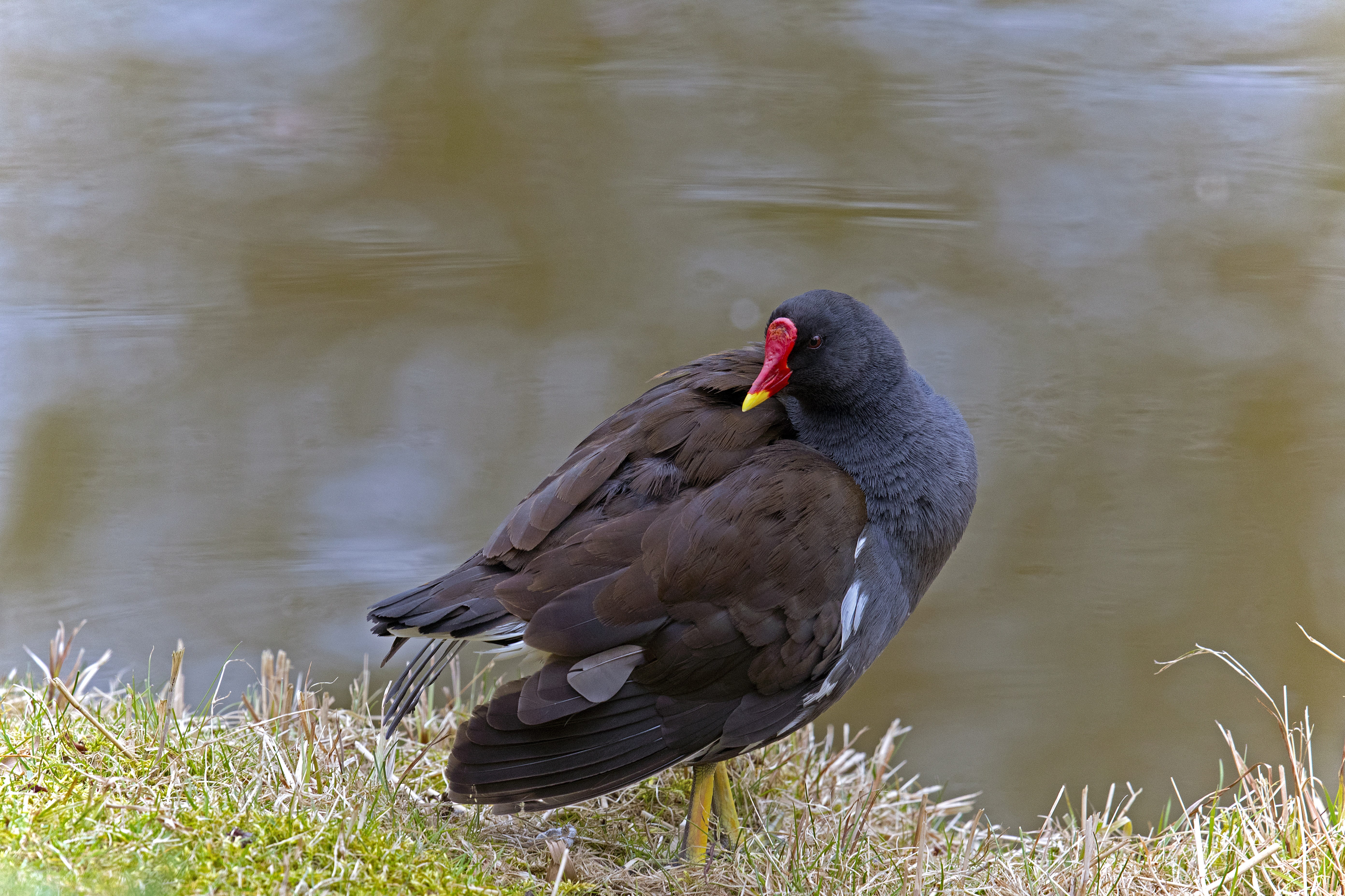 one animal, animal, beauty in nature, lake, animals in the wild, vertebrate, water bird, plant, black color, moorhen, 5K, water, nature, common moorhen, HD Wallpaper