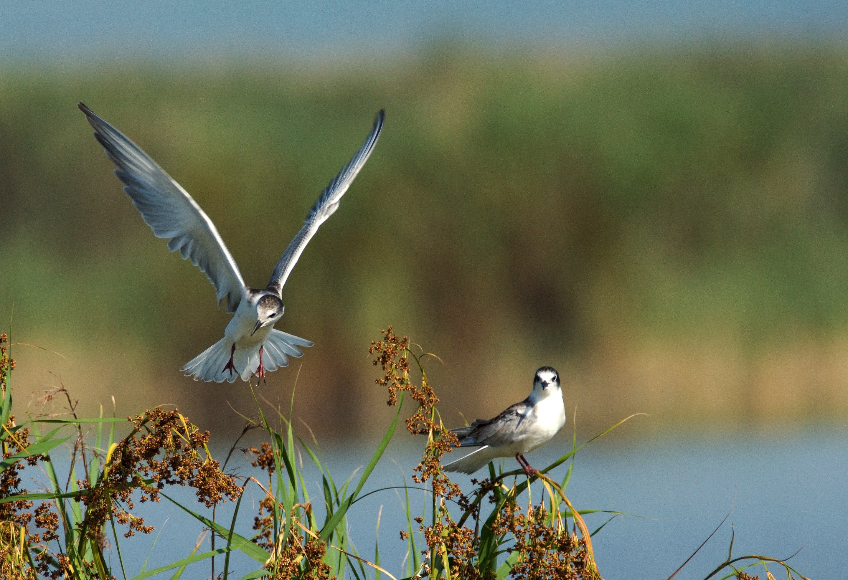 focus on foreground, focus, two, nature, animal themes, feather, flapping, birds, beauty in nature, vertebrate, sterna hirundo, outdoors, day, animals in the wild, HD Wallpaper
