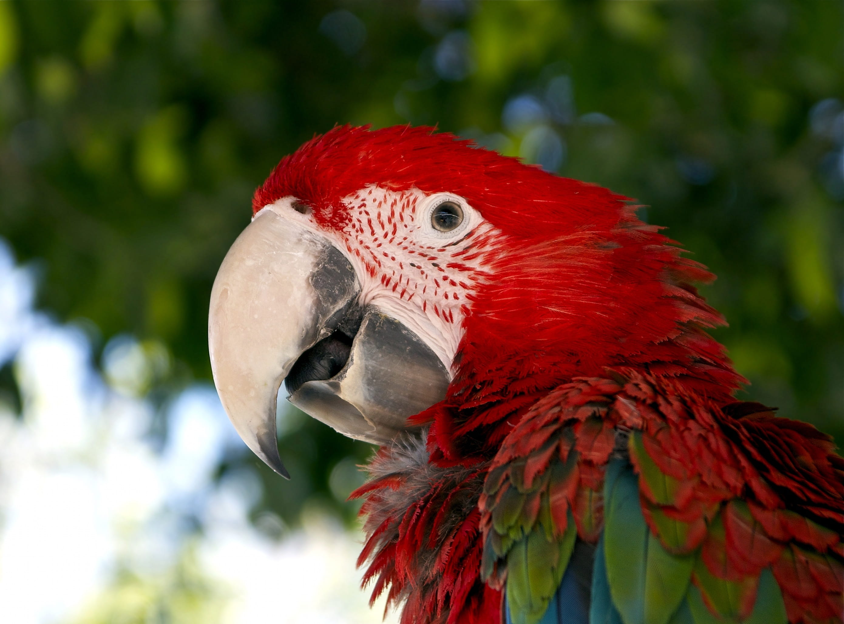 green, Parrot, focus, vertebrate, beak, no people, forests, day, selective, pets, animal themes, animal head, animal, Macaw, colorful, scarlet macaw, focus on foreground, HD Wallpaper