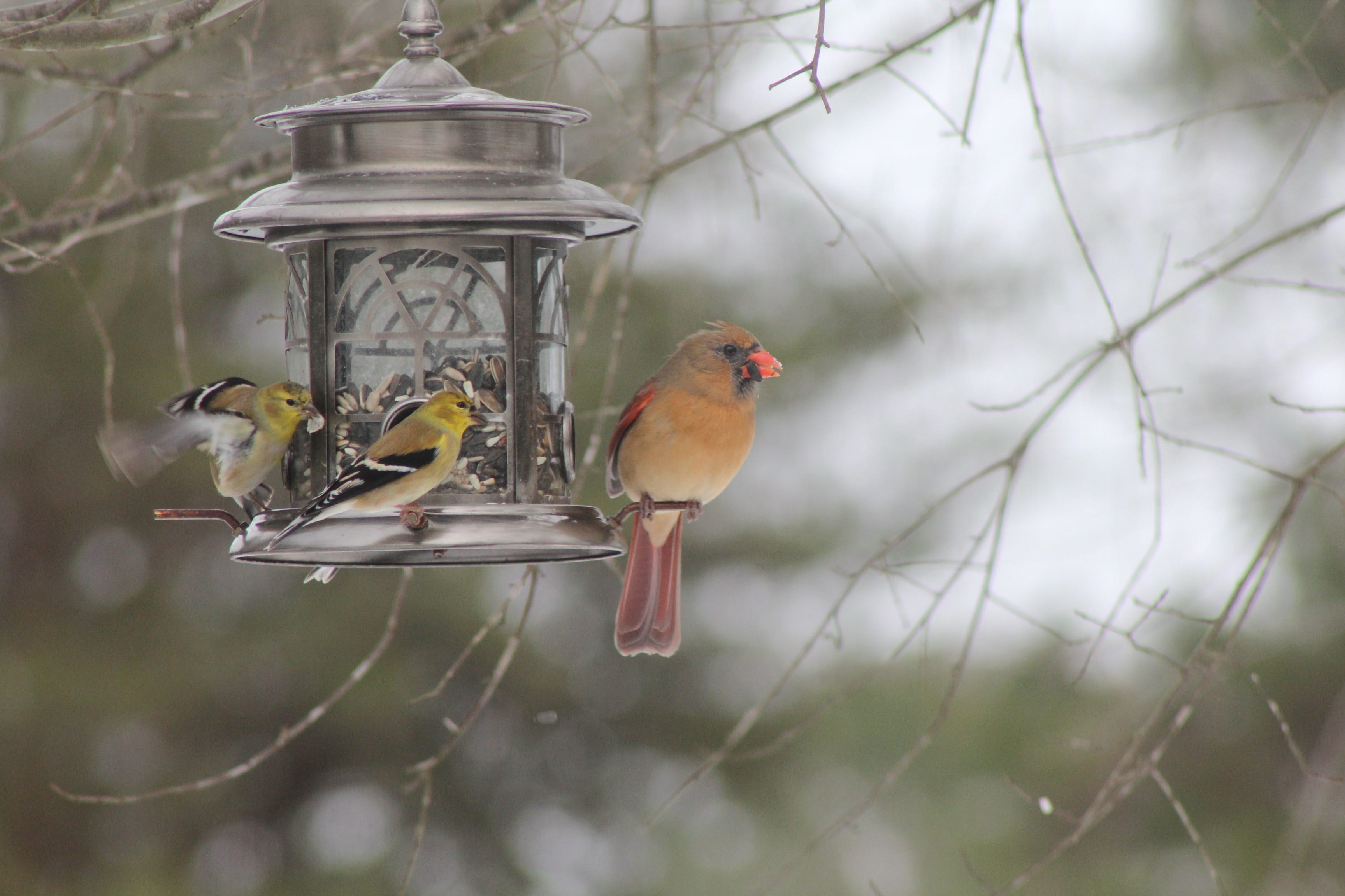 birds, perching, outdoors, beak, eating, focus, sunflower, vertebrate, lantern, yellow, plumage, branch, female, animal wildlife, three, snow, seed, cardinal, HD Wallpaper