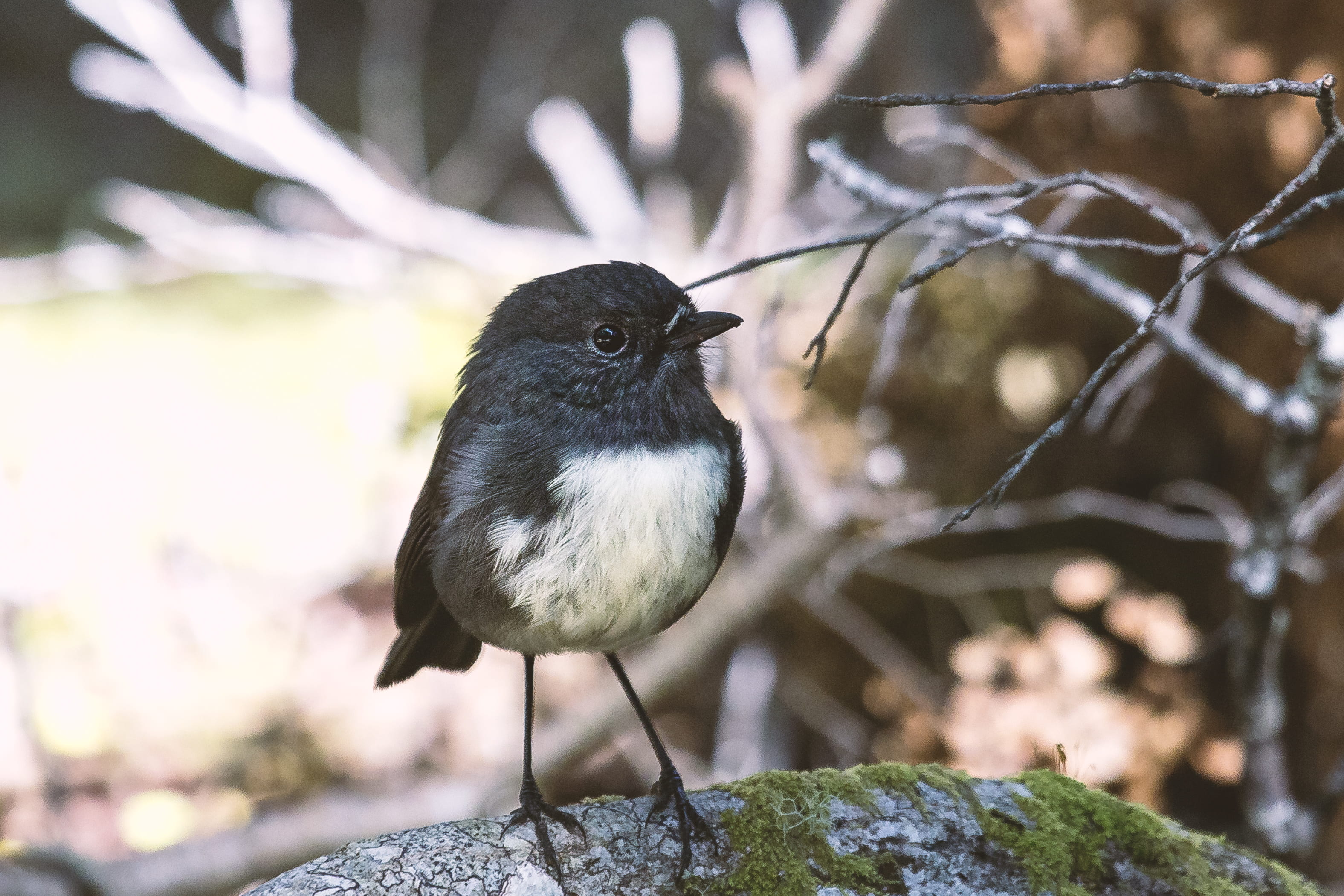 vertebrate, day, nature, south island robin, animals in the wild, moss, rock - object, bird, wild, cute, animal wildlife, solid, rock, close-up, inquisitive, HD Wallpaper