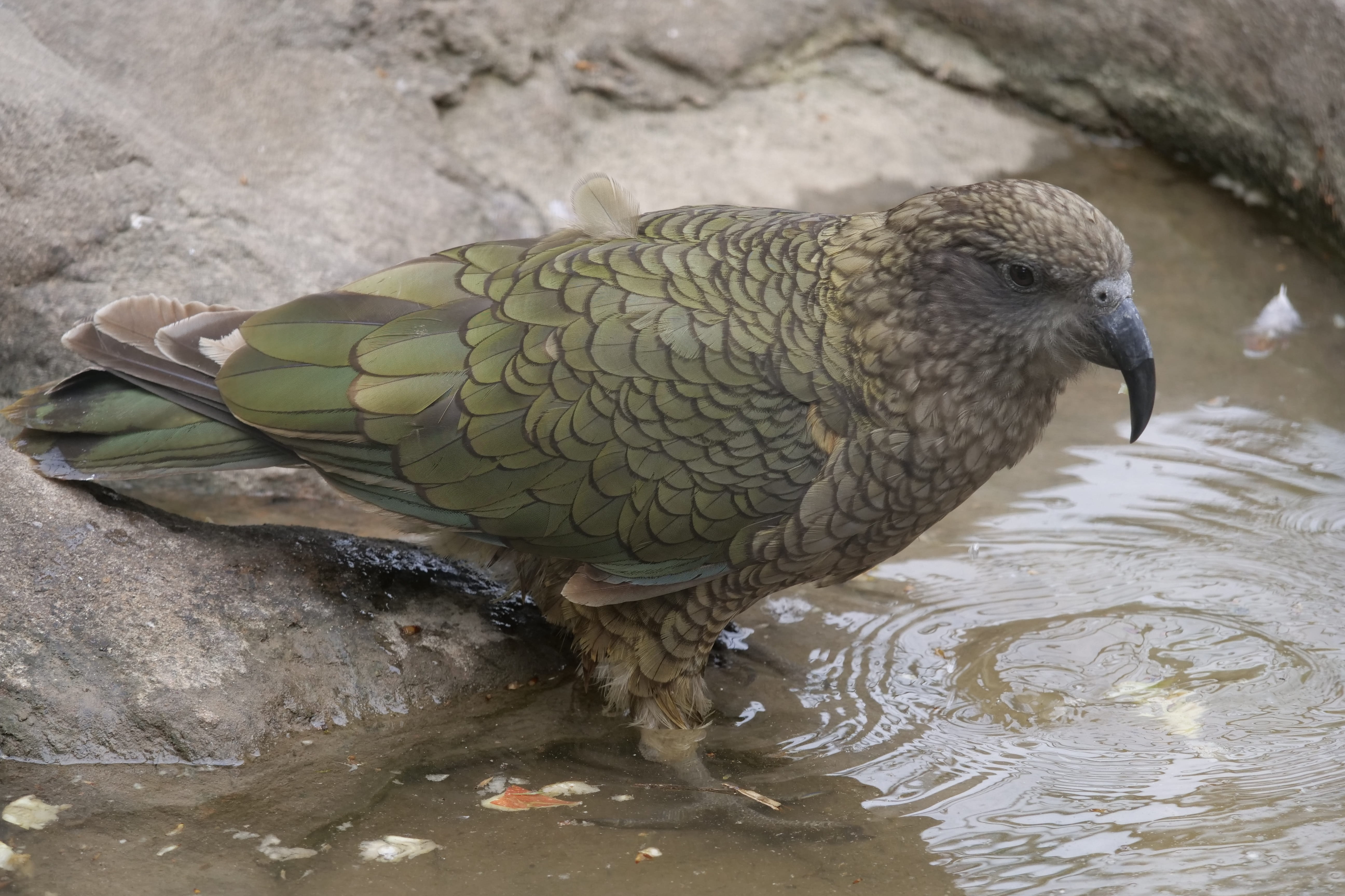 5K, vertebrate, rock - object, animal wildlife, perching, parrot, no people, bird, marine, close-up, outdoors, rock, nature, animal themes, one animal, HD Wallpaper