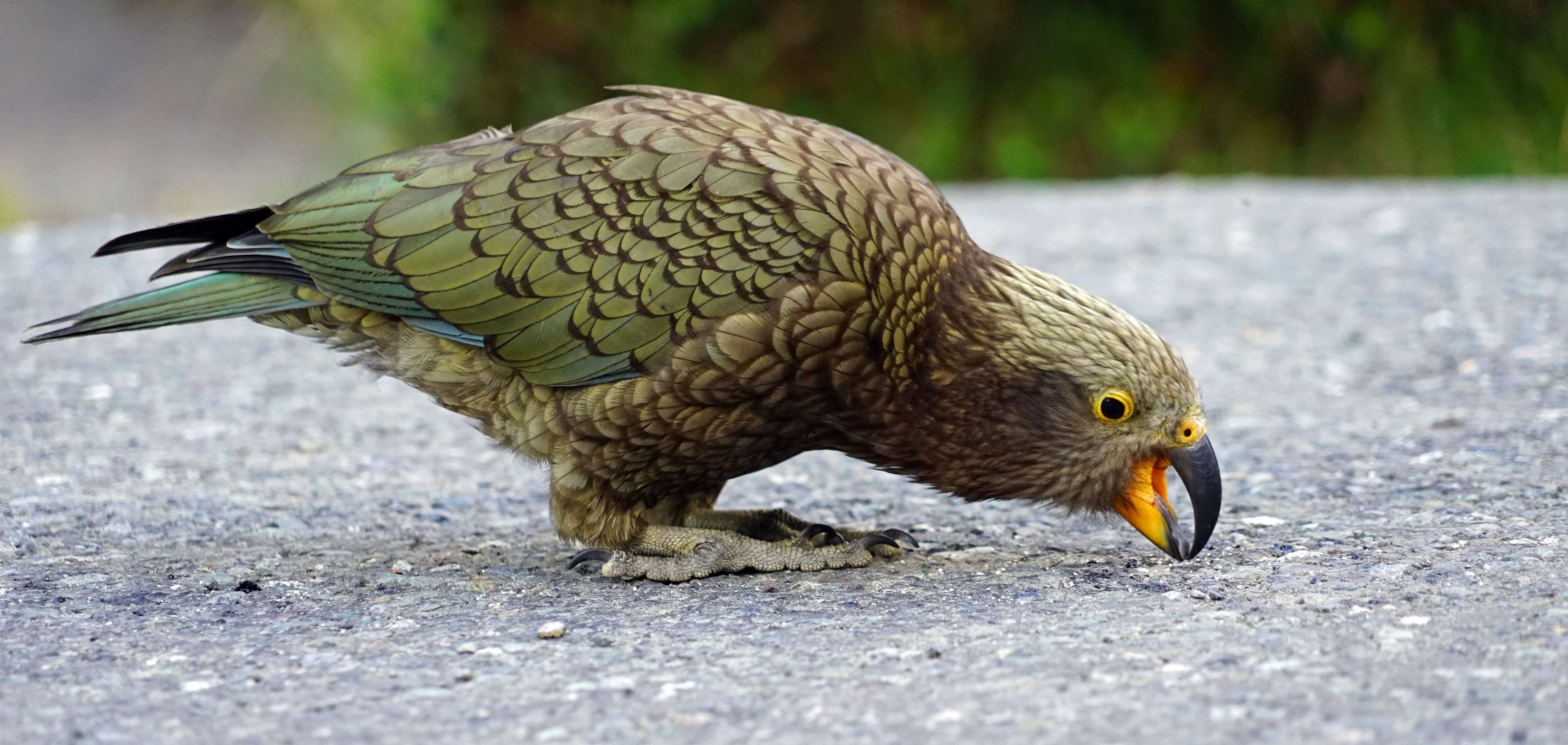 highlands, outdoors, parrot, bird, close-up, animals in the wild, profile view, mountain parrot, food, kea, land, mountains, side view, cheeky, 4K, focus on foreground, HD Wallpaper