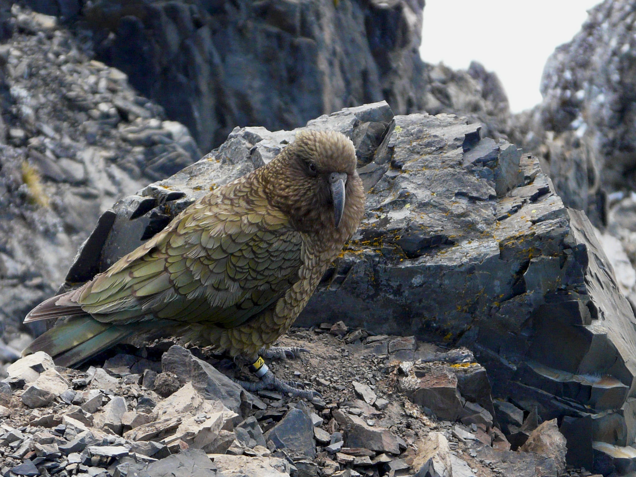 rock - object, animals in the wild, day, 1080P, animal, animal wildlife, one animal, outdoors, mountains, summer, bird of prey, animal themes, rock, no people, HD Wallpaper