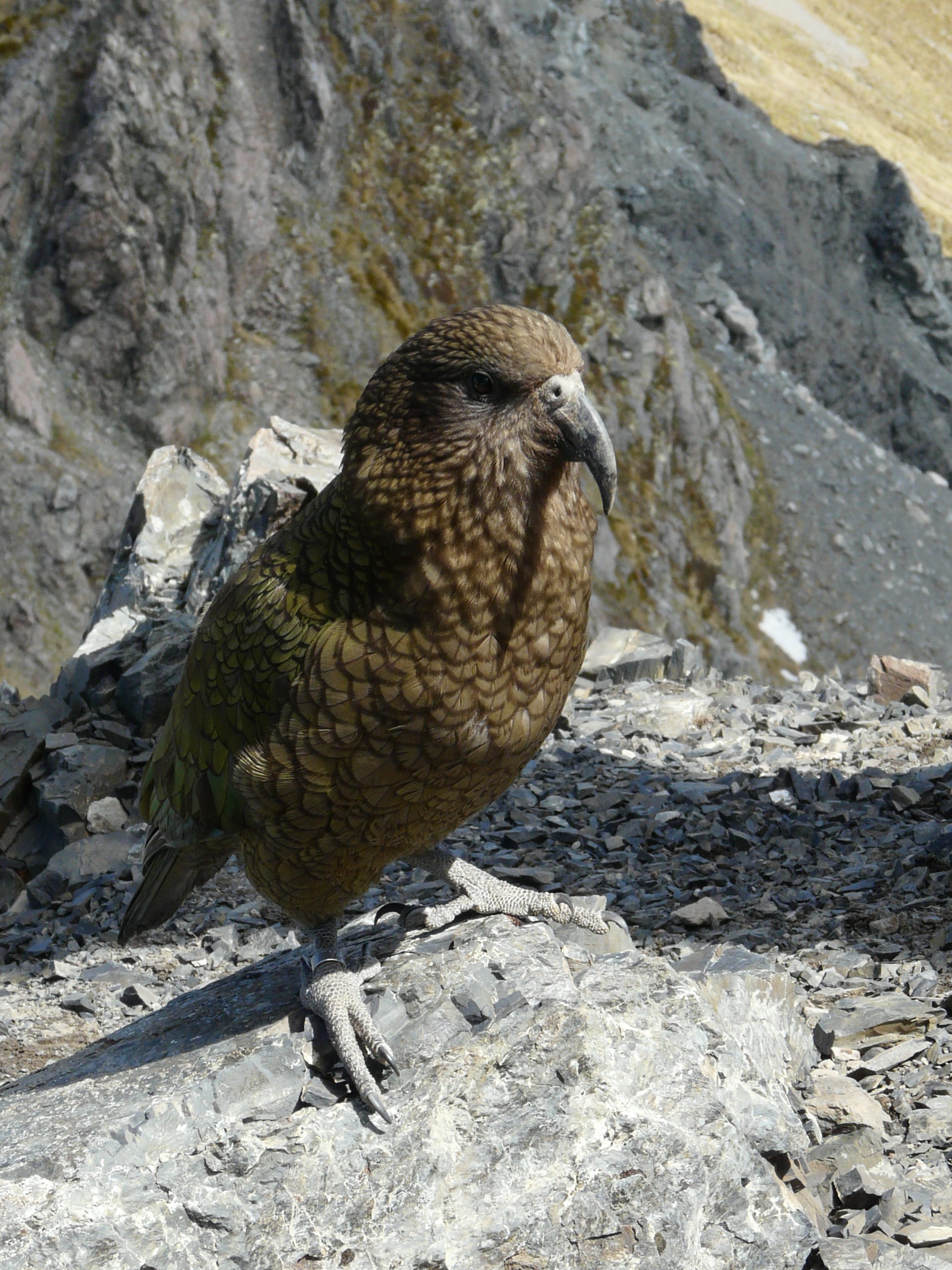 avalanche peak, animals in the wild, bird, nature, new zealand, kea parrot, rock - object, outdoors, mountains, focus on foreground, high angle view, solid, Phone HD Wallpaper