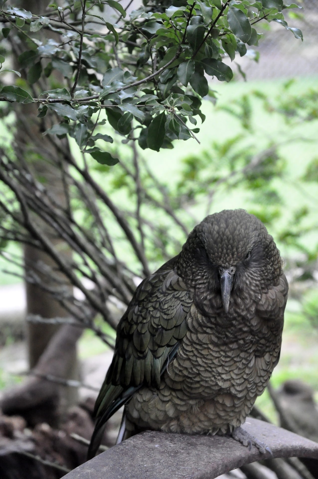 new zealand, one animal, branch, portrait, focus on foreground, wildlife, outdoors, feather, animal, close-up, 1080P, tourism, vertebrate, plant, animals in the wild, Phone HD Wallpaper