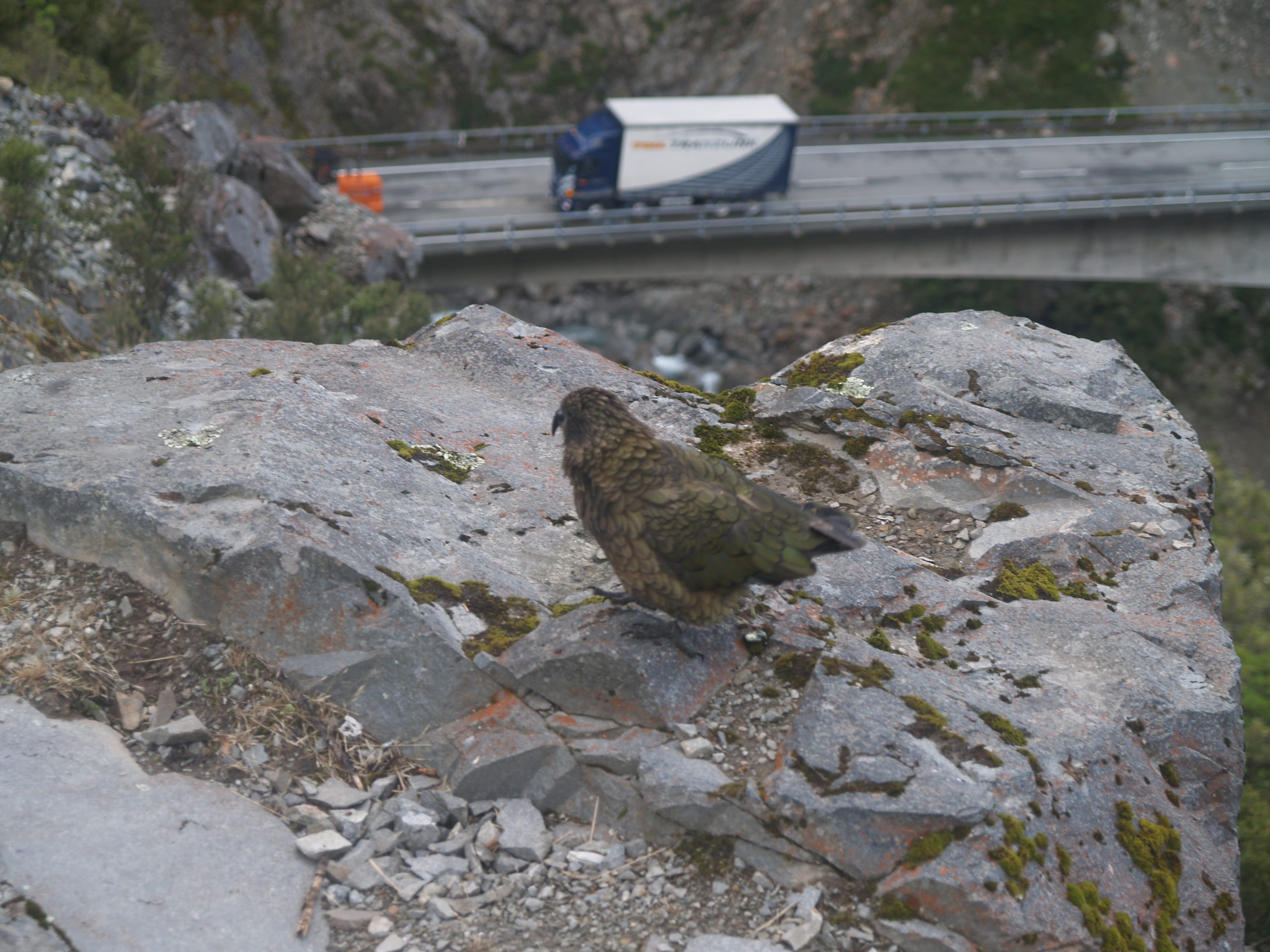railroad track, connection, architecture, day, built structure, 2K, bird, bridge, outdoors, new zealand, focus on foreground, no people, rock, rail transportation, HD Wallpaper