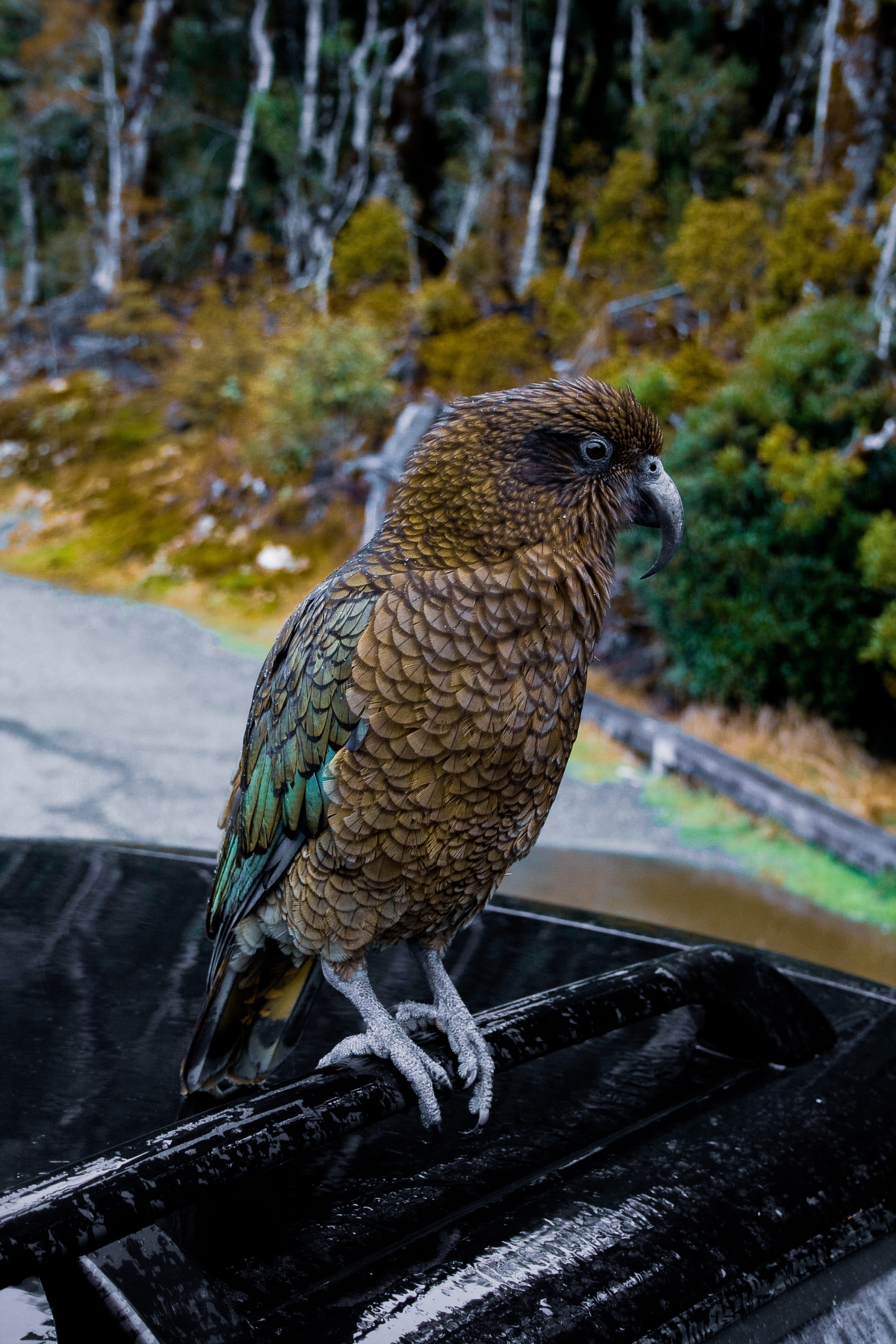 vertebrate, one animal, South Island, focus on foreground, full length, nature, animal wildlife, no people, new zealand - milford sound, day, parrot, New Zealand, Phone HD Wallpaper