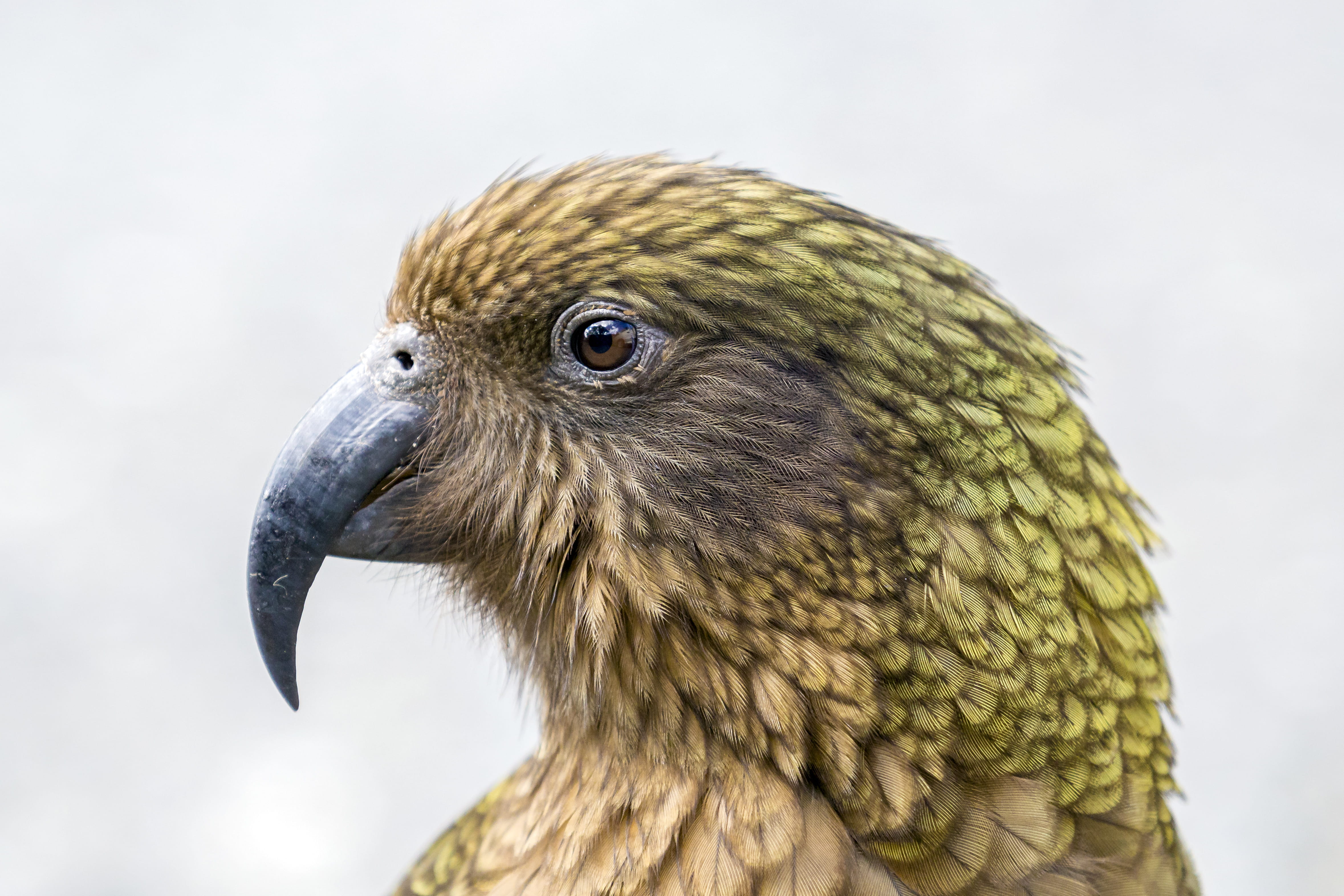 animals in the wild, animal themes, nature, kea, looking away, focus on foreground, falcon - bird, vertebrate, 4K, day, animal head, bird of prey, no people, HD Wallpaper