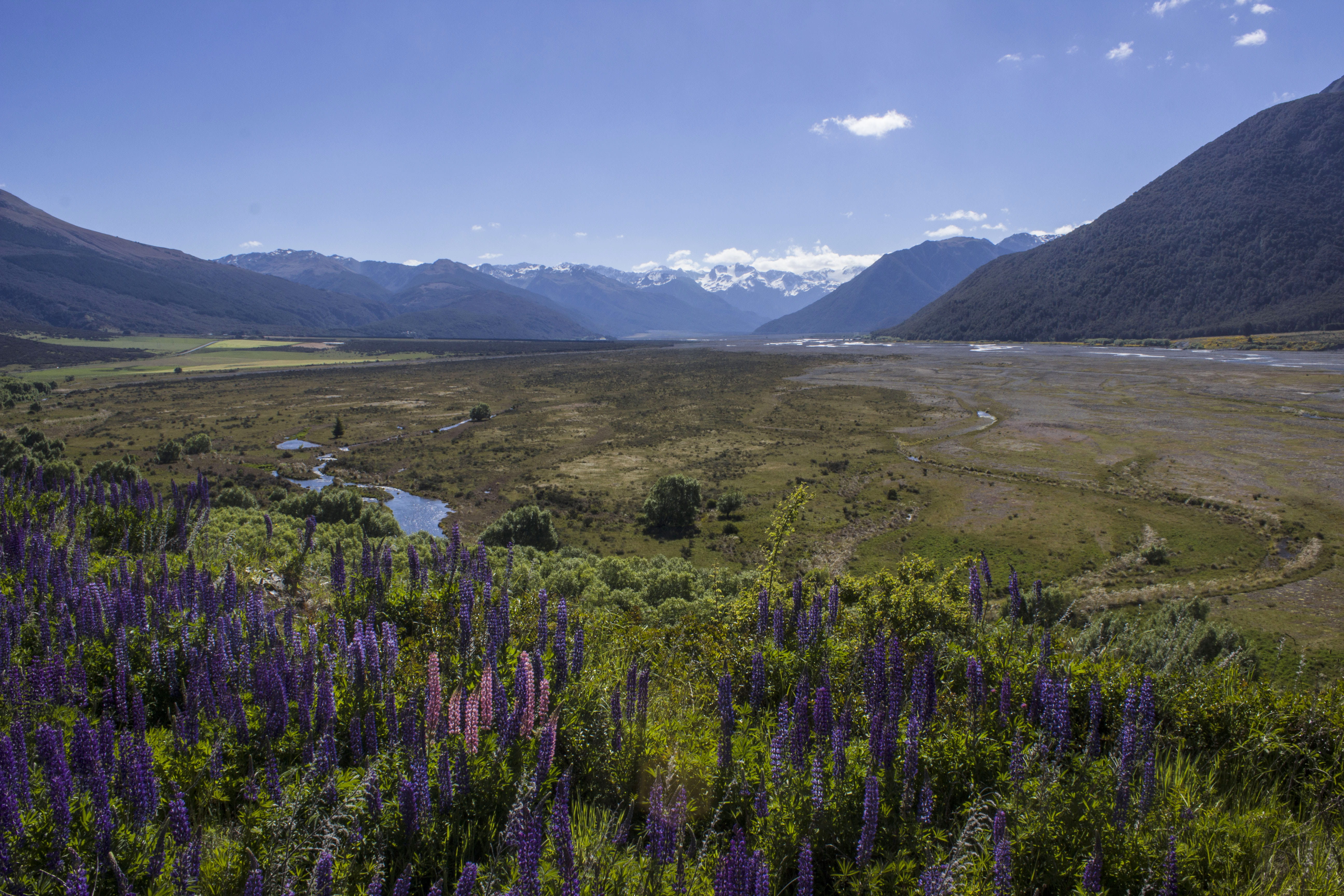 tranquility, tranquil scene, purple, arthurs pass, environment, outdoors, plant, mountain range, day, new zealand, beauty in nature, no people, nature, HD Wallpaper