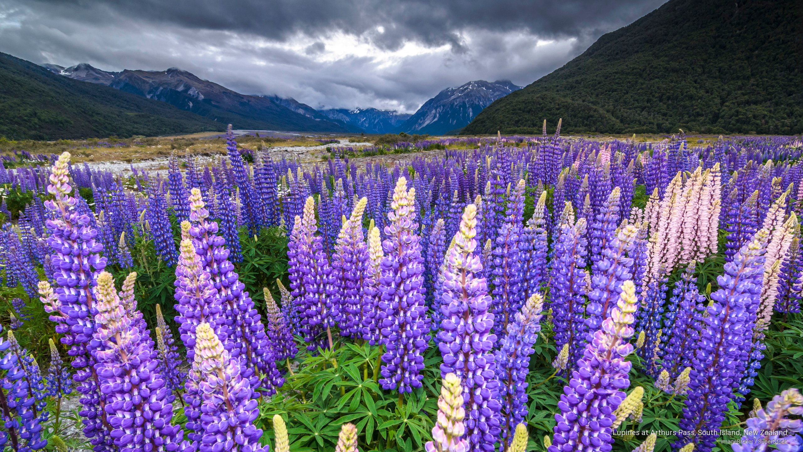 south, pass, lupines, Oceania, arthurs, new, island, 2K, zealand, HD Wallpaper