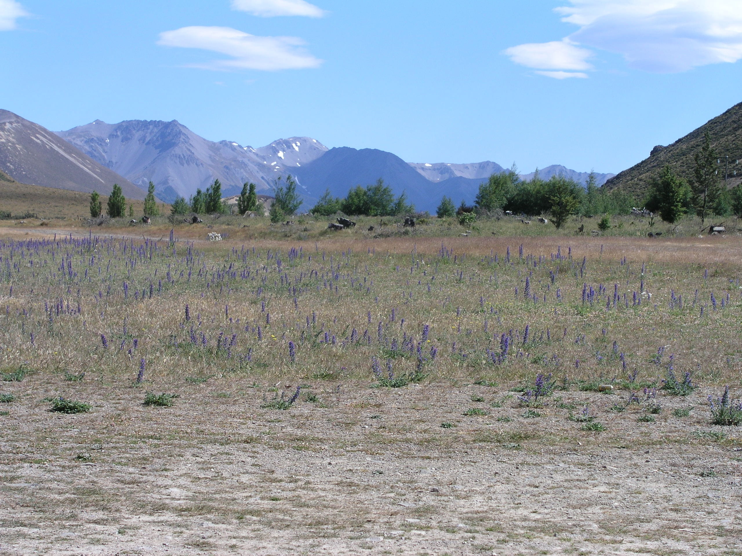 zealand, 2K, scenics - nature, tranquil scene, environment, arthurs pass, sky, mountain, landscape, arid climate, no people, new, plant, outdoors, country, HD Wallpaper