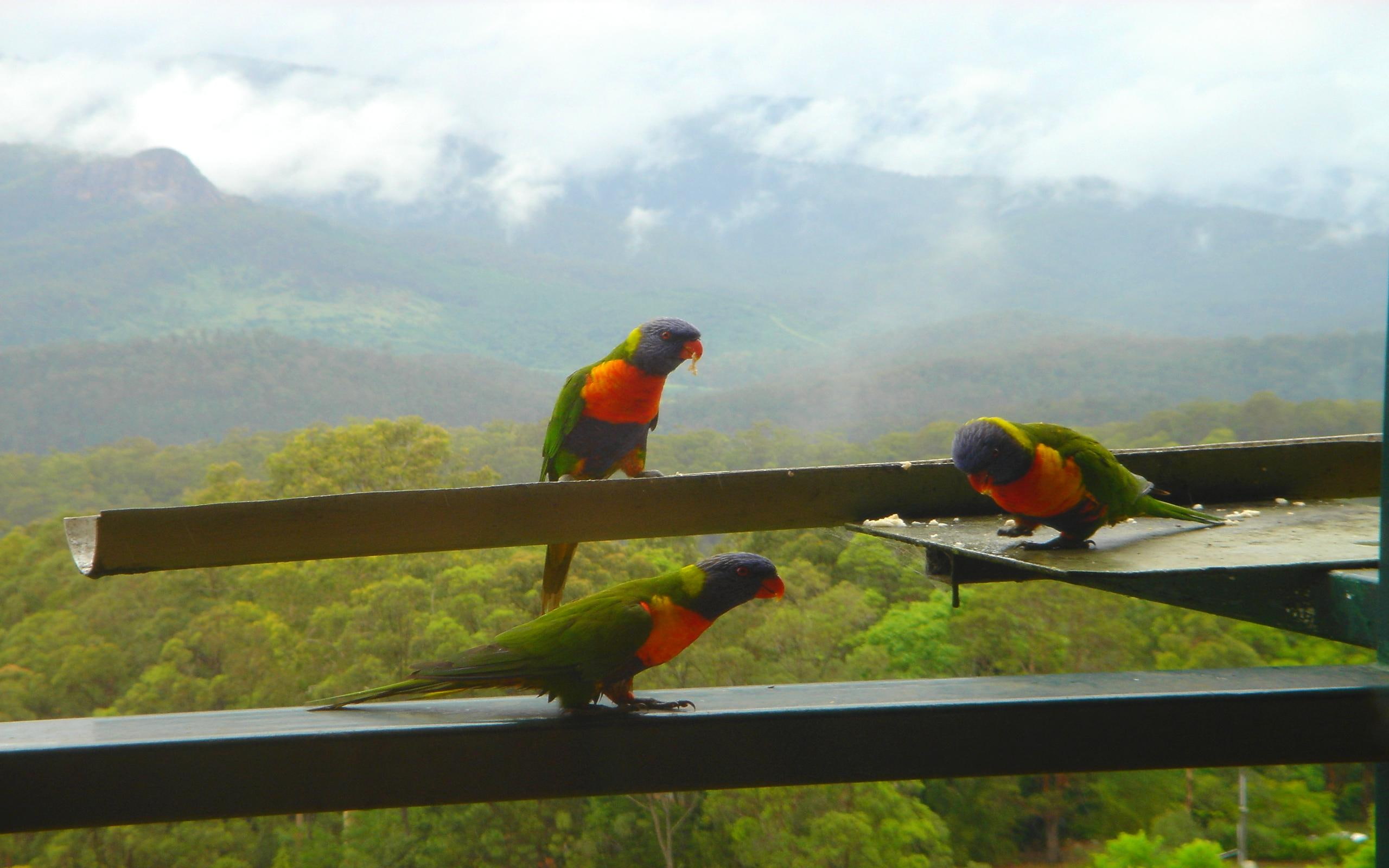 beauties, colorful, three, mountain, foggy, llorikeets, parrots, animals, 2K, HD Wallpaper