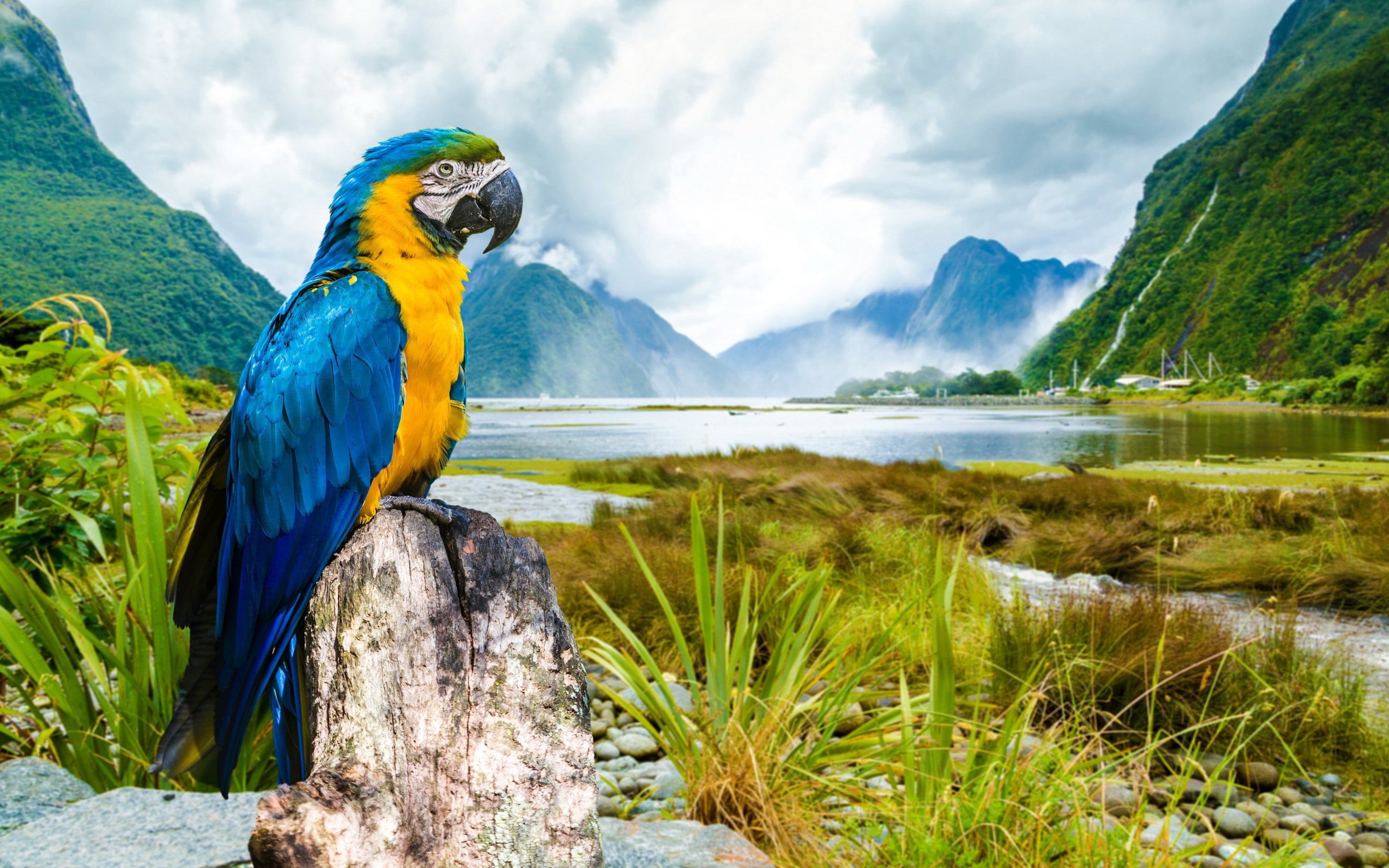 macaw, one animal, bird, mountain, animals in the wild, landscape, animal themes, river, cloud - sky, water, vertebrate, no people, scenics - nature, parrot, HD Wallpaper