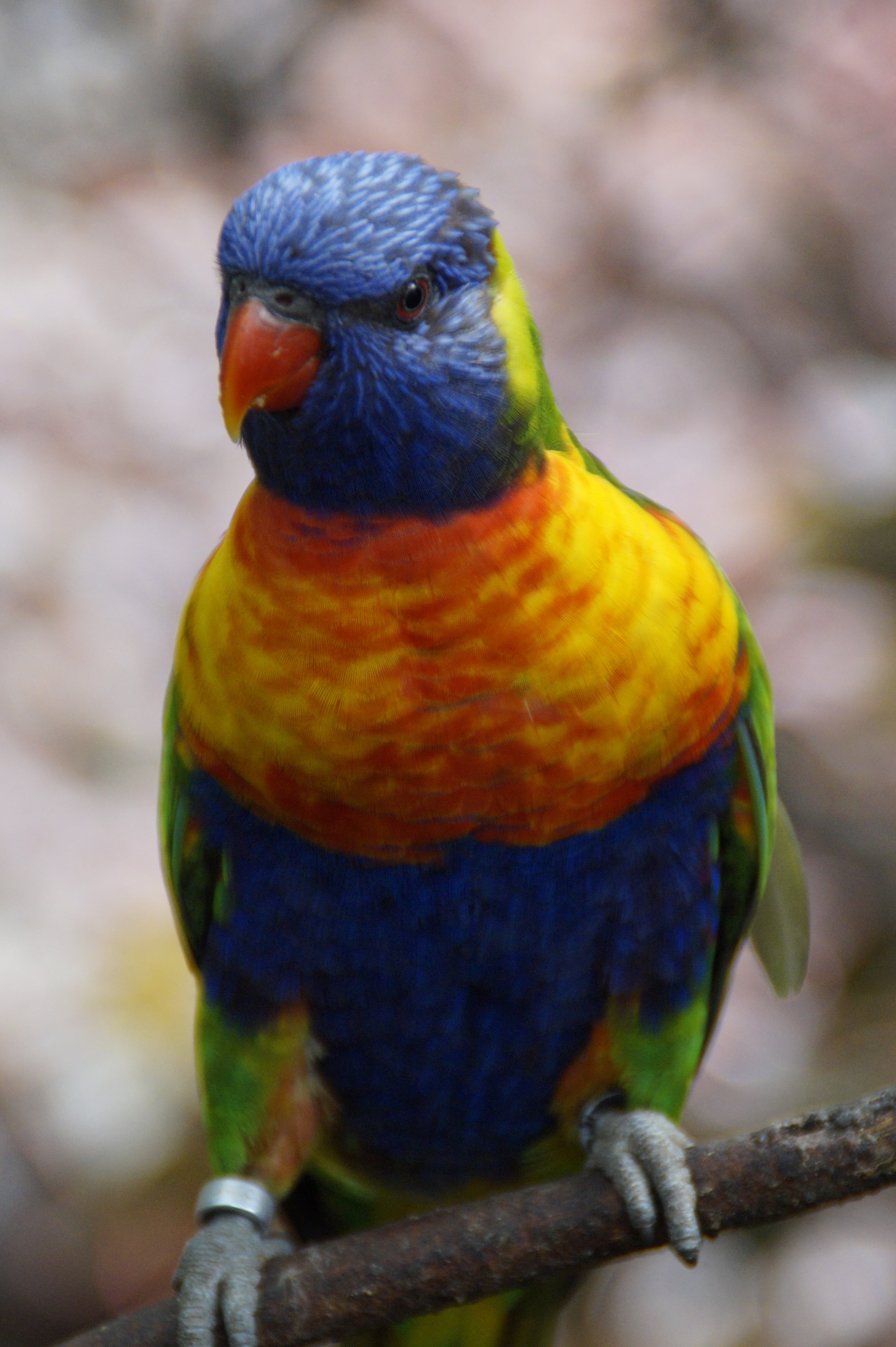 plumage, mountain lorikeet, 5K, nature, looking, focus on foreground, no people, color, day, perching, feather, branch, close-up, animal eye, loro park, Phone HD Wallpaper