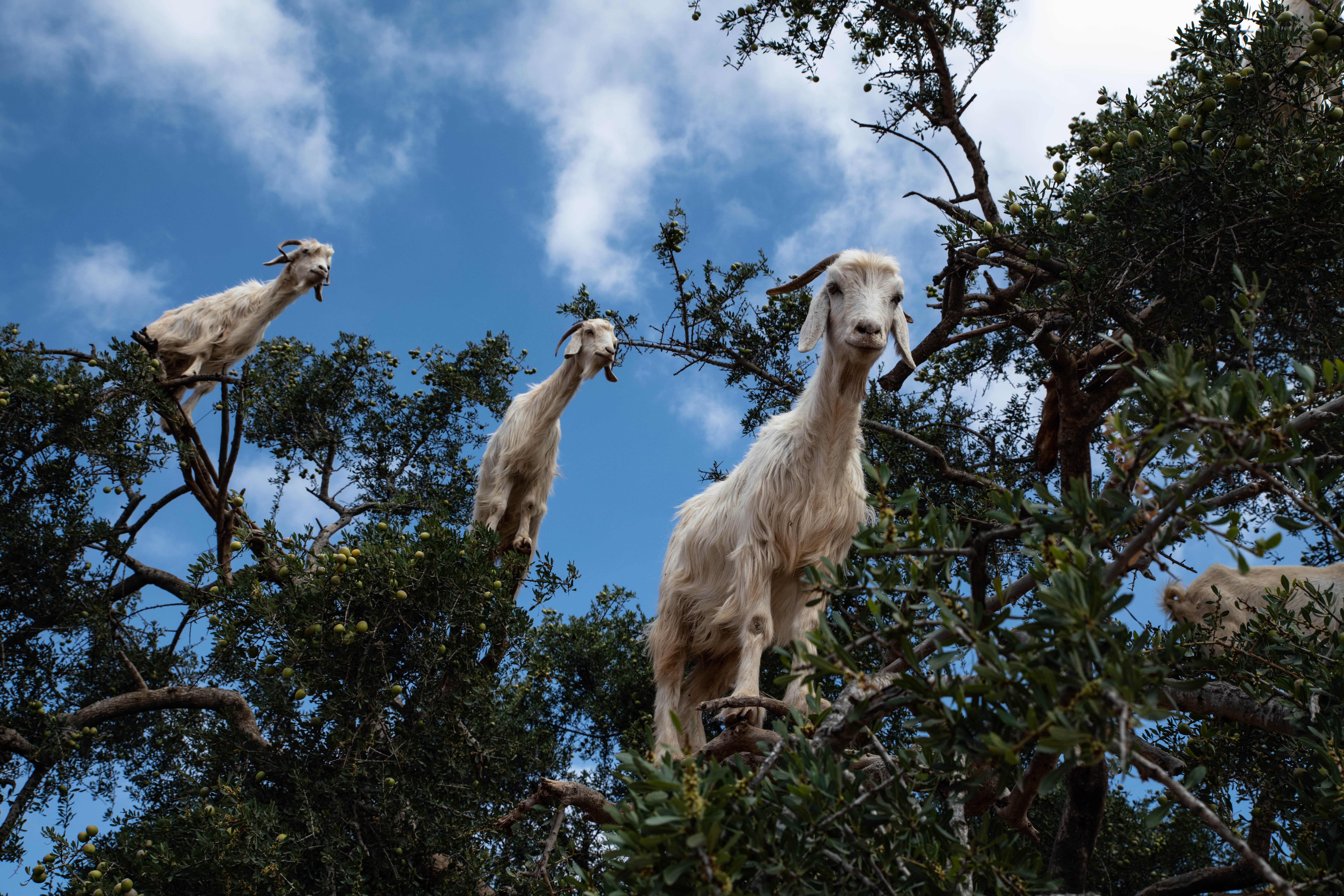 animal, nature, llama, herbivorous, dog, vertebrate, day, alpaca, wildlife, plant, mountain goat, mammal, cockatoo, three, monkey, animal themes, bird, HD Wallpaper