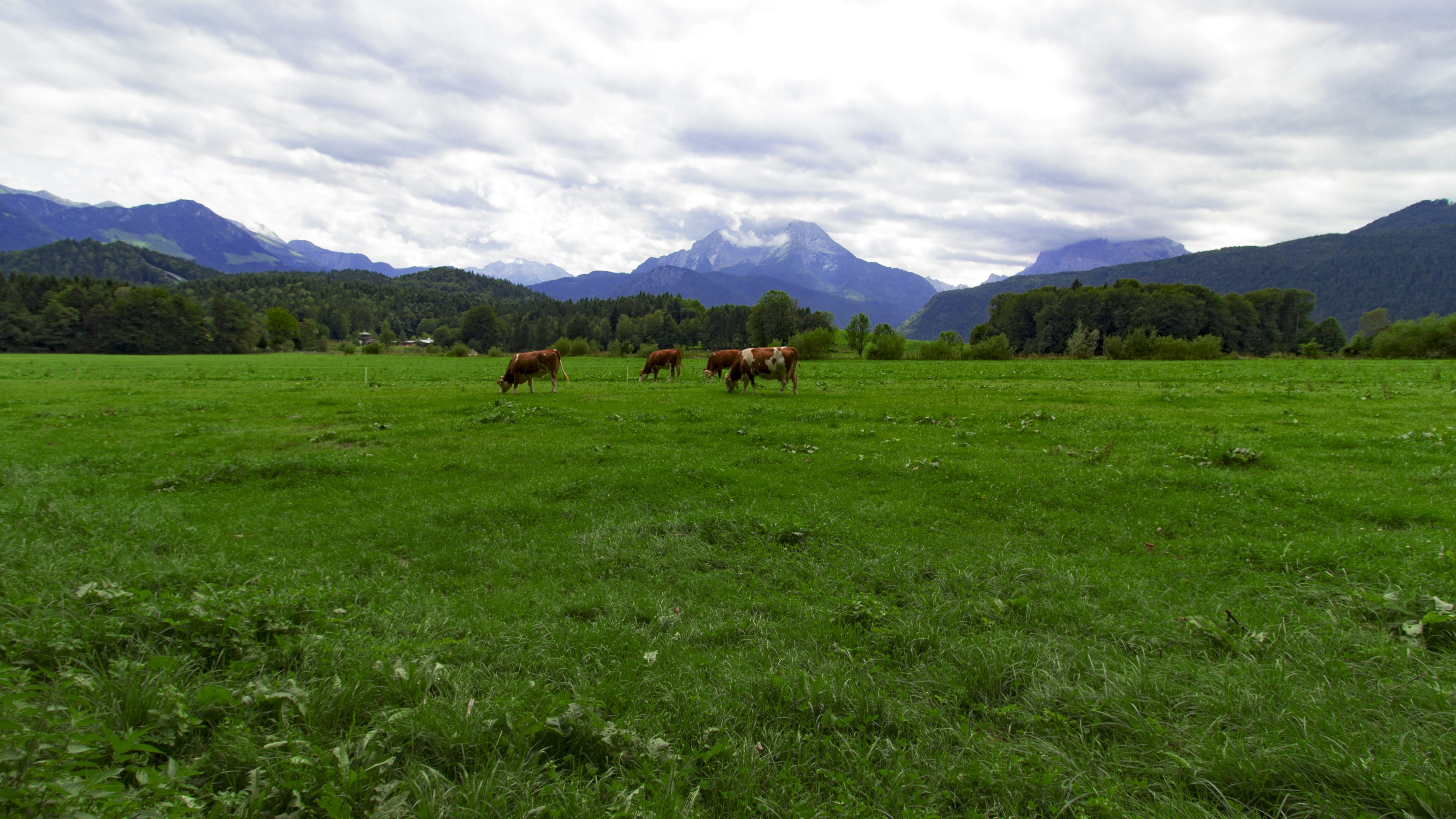 cloud - sky, no people, sky, mountains, summer, beauty in nature, domestic animals, agriculture, grass, mountain, bishop meadows, herbivorous, bavaria, HD Wallpaper