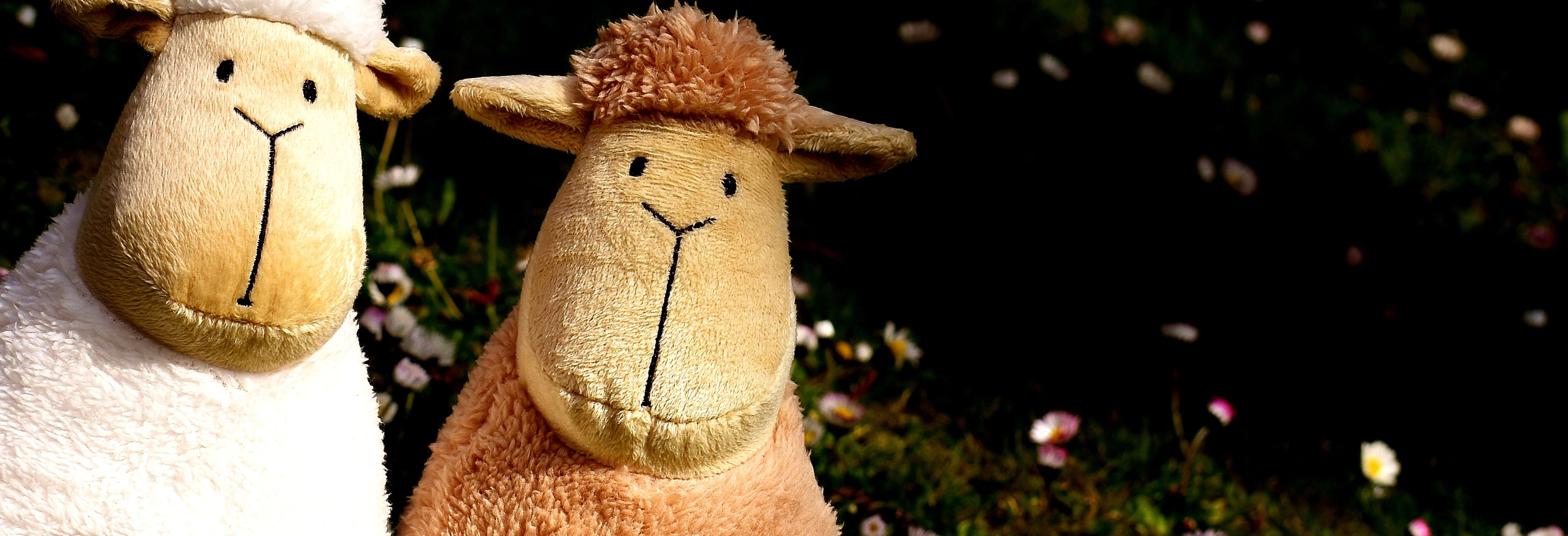 sweet, representation, toy, still life, friendship, nature, luck, brown, flower, outdoors, valentines day, plush, sheep, stuffed toy, heart, creativity, HD Wallpaper