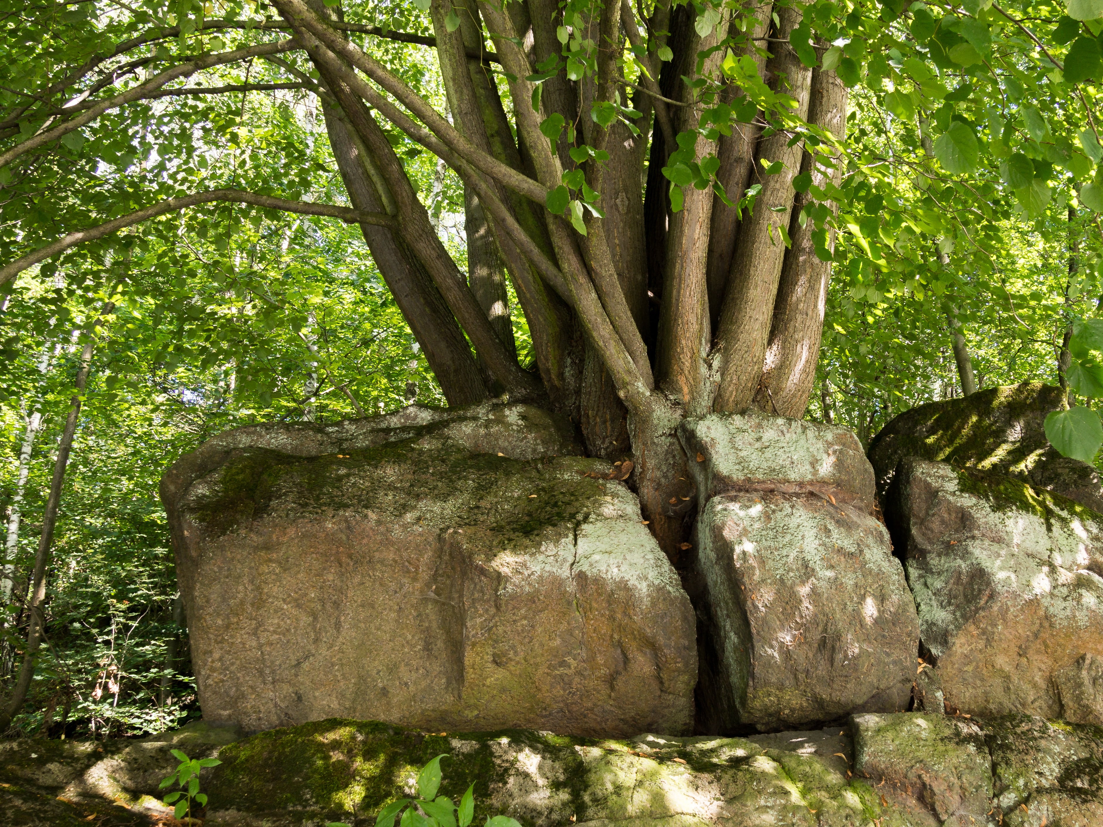 sunlight, outdoors, rock, tree trunk, forest, live, day, no people, growth, tranquility, solid, tree, ascent, beauty in nature, land, park, plant, nature, HD Wallpaper