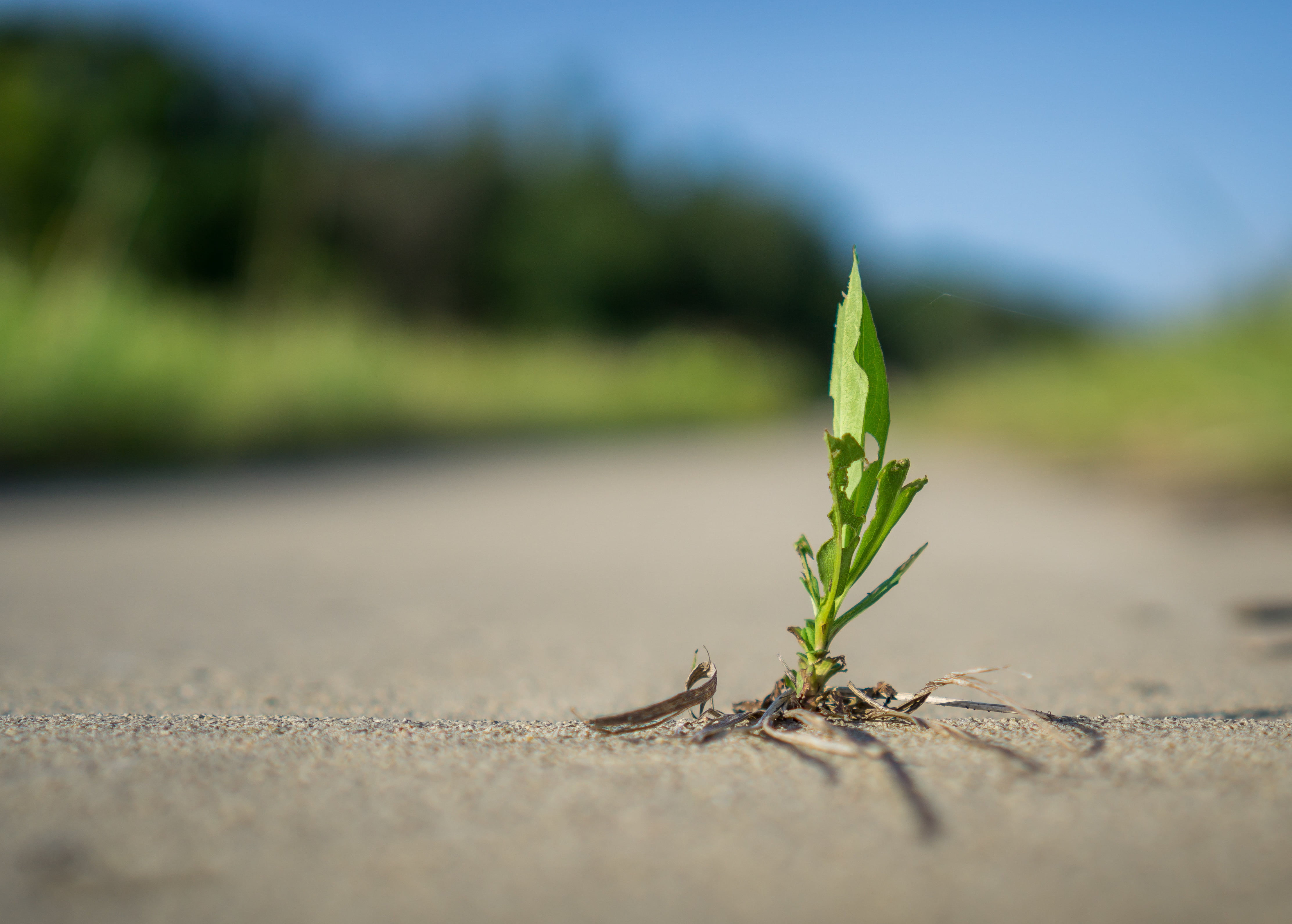 plant, green Color, new Life, dirt, green, growth, green leaf, Life, beginnings, environment, seedling, leaf, nature, concrete, macro photography, 4K, HD Wallpaper