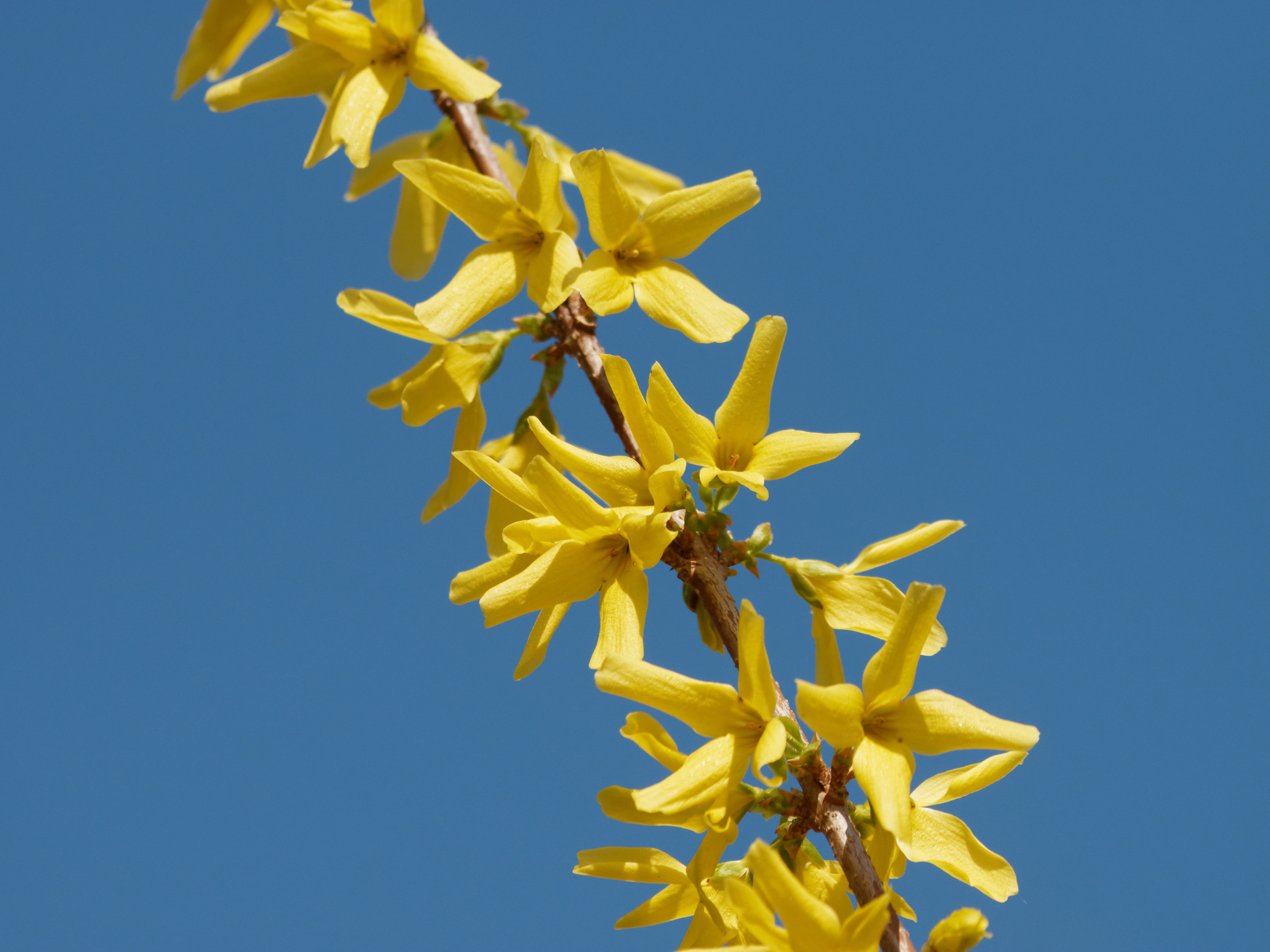 Forsythia, spring, 4K, vulnerability, flower head, outdoors, freshness, copy space, nature, fragility, Flowers, yellow flowers, sky, Flora, flowering, HD Wallpaper