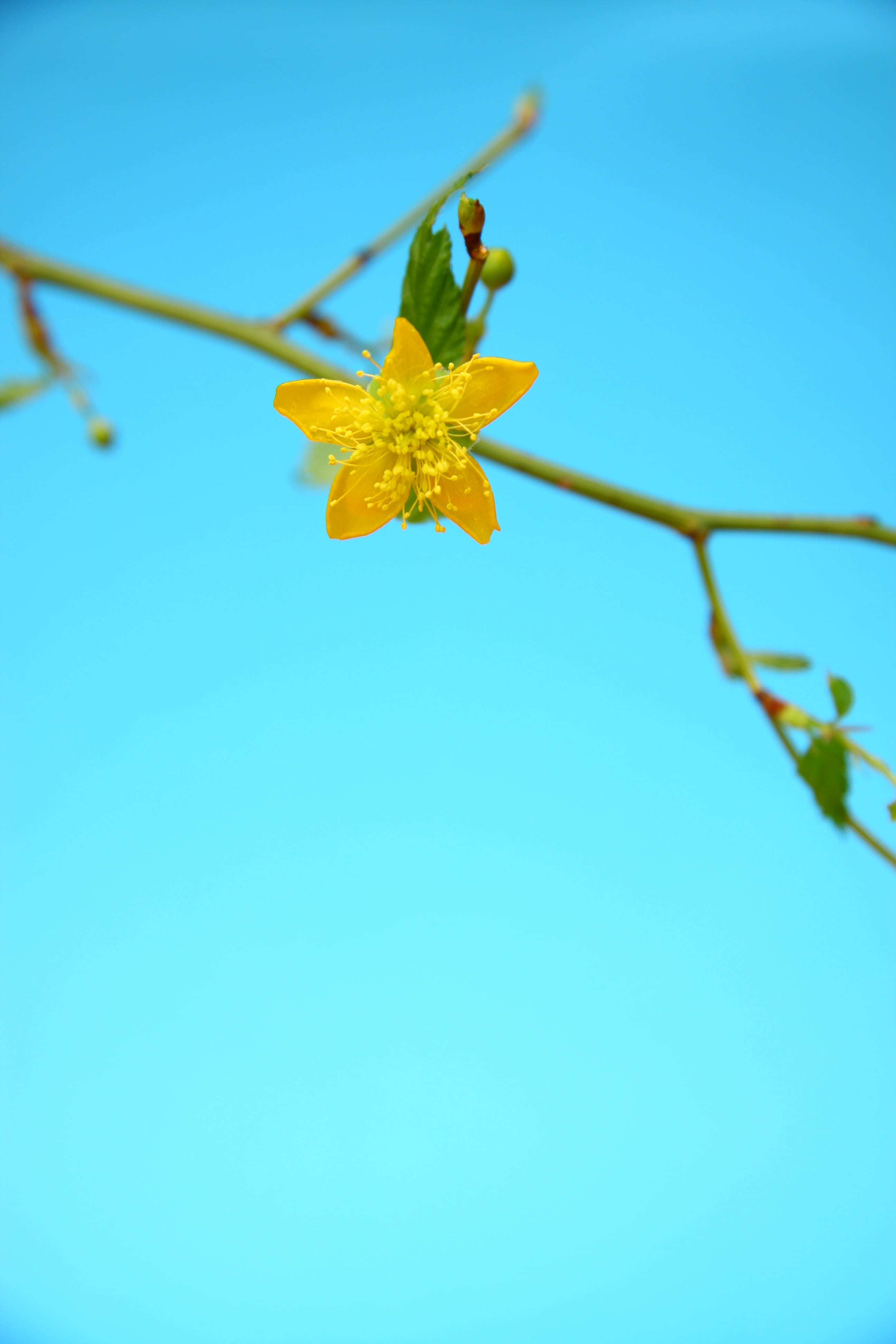 sky, low angle view, plant part, no people, blue, outdoors, flowers, yellow flower, close, spring, focus on foreground, 4K, copy space, plant, growth, Phone HD Wallpaper