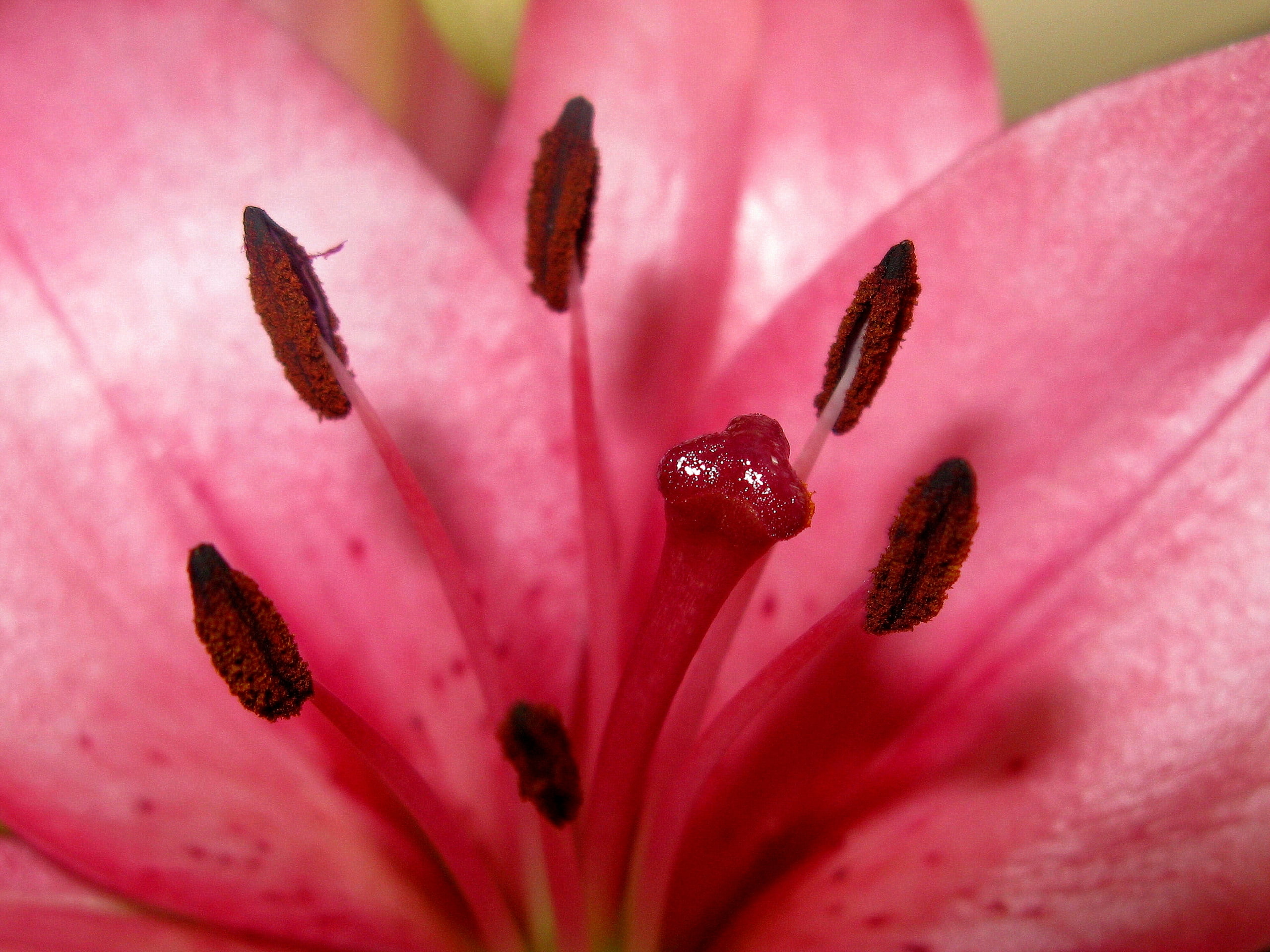 beautiful, nature, sticky, pink, hd, flower, pink flower, 2K, HD Wallpaper