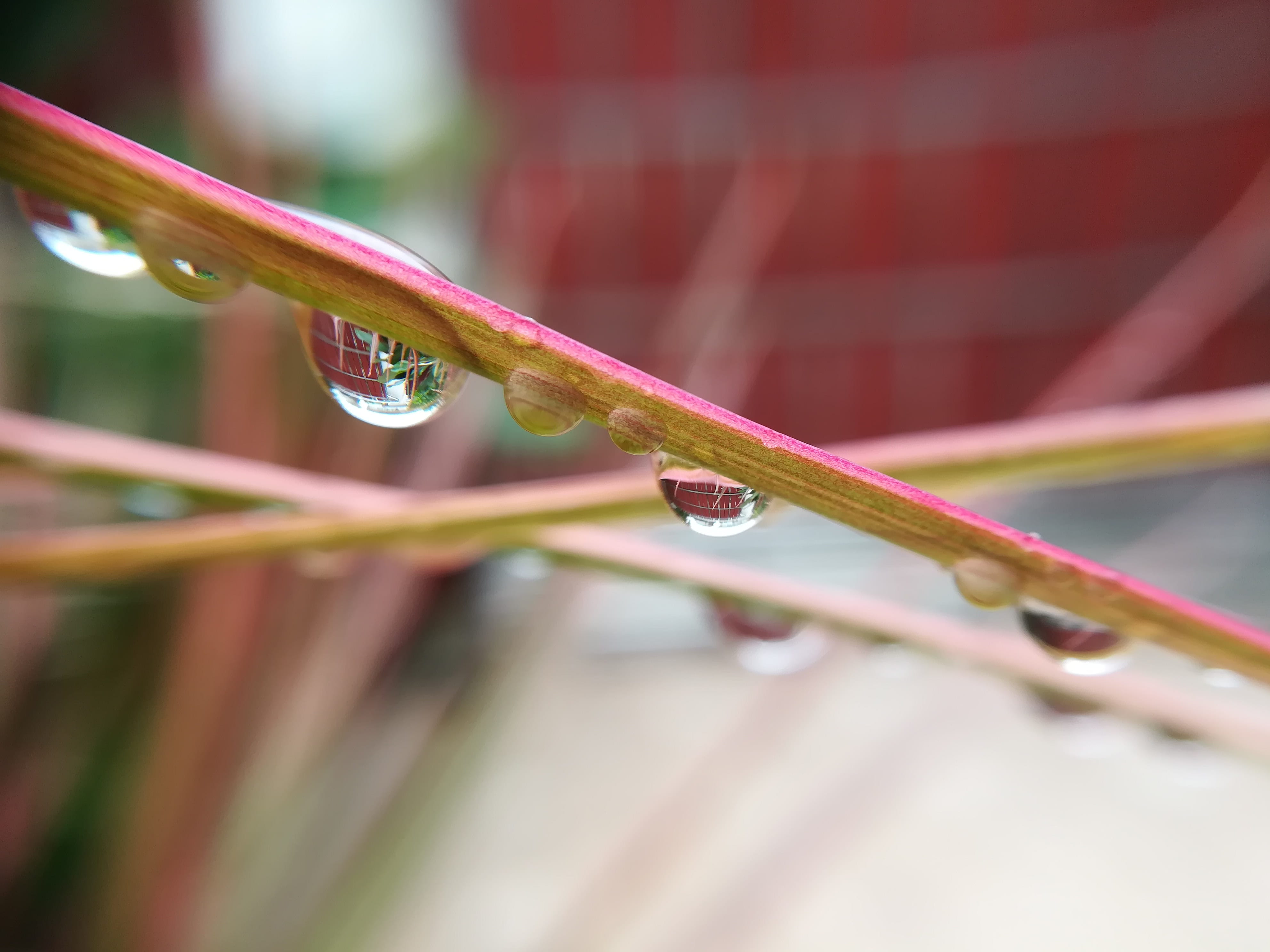 no people, freshness, autumn leaves, nature, beauty in nature, vulnerability, focus on foreground, close-up, leaf, plant part, red, water, outdoors, raindrop, HD Wallpaper